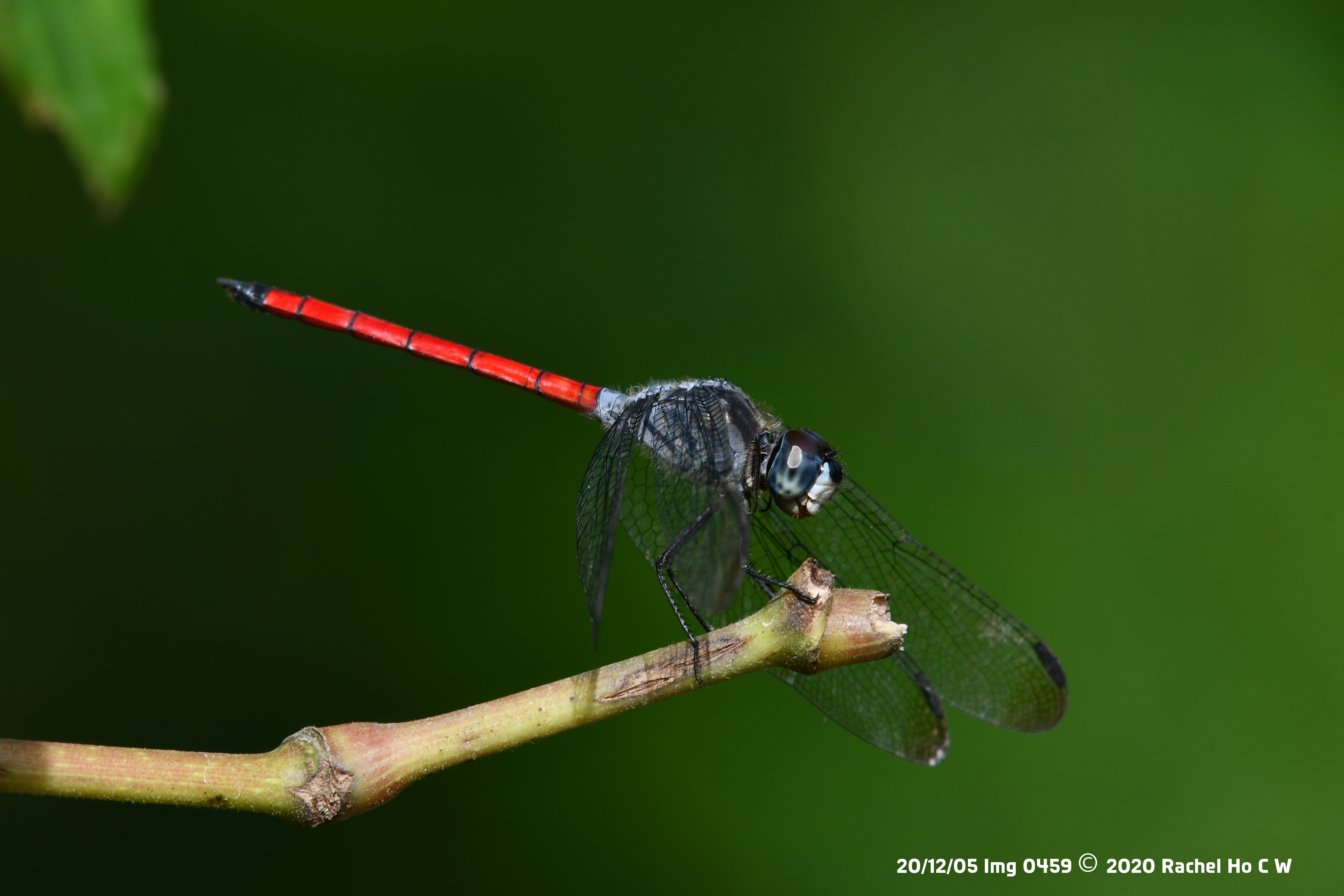 Image 0459 Asiatic Blood Tail dragonfly at Kranji Marshes.