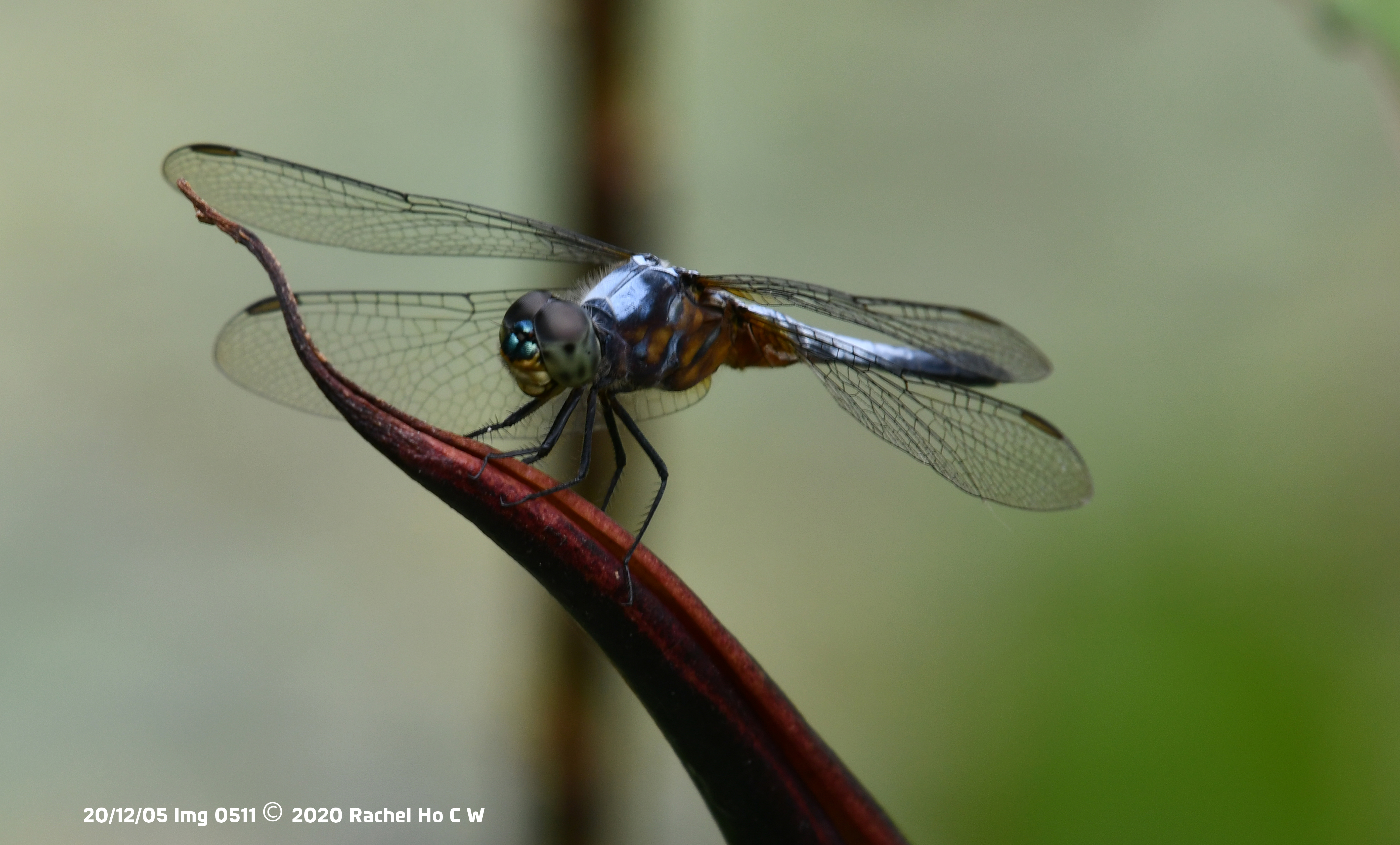 Image 0511 Blue Dasher dragonfly at Kranji Marshes.