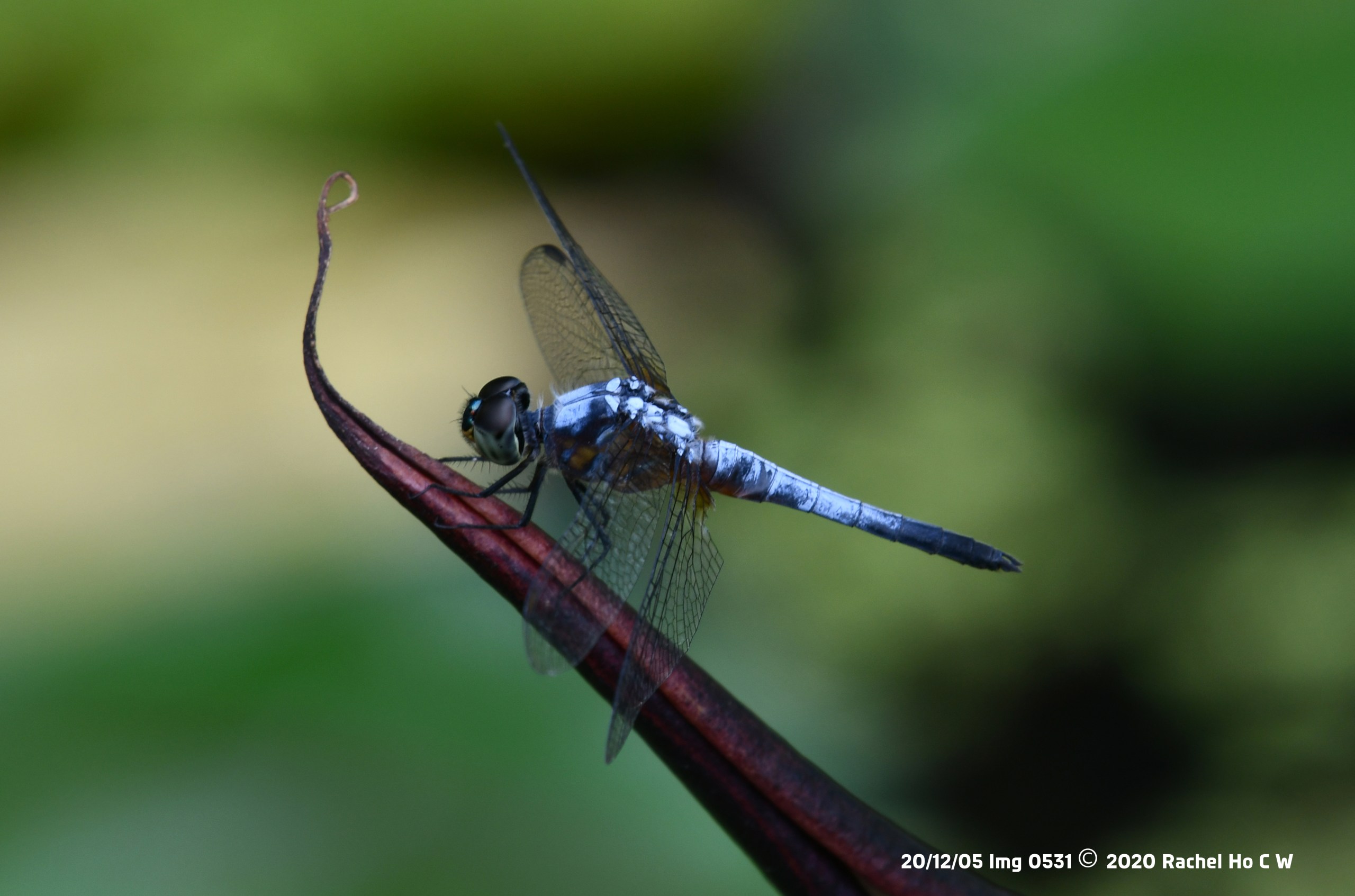 Image 0531 - Blue Dasher @ Kranji Marshes