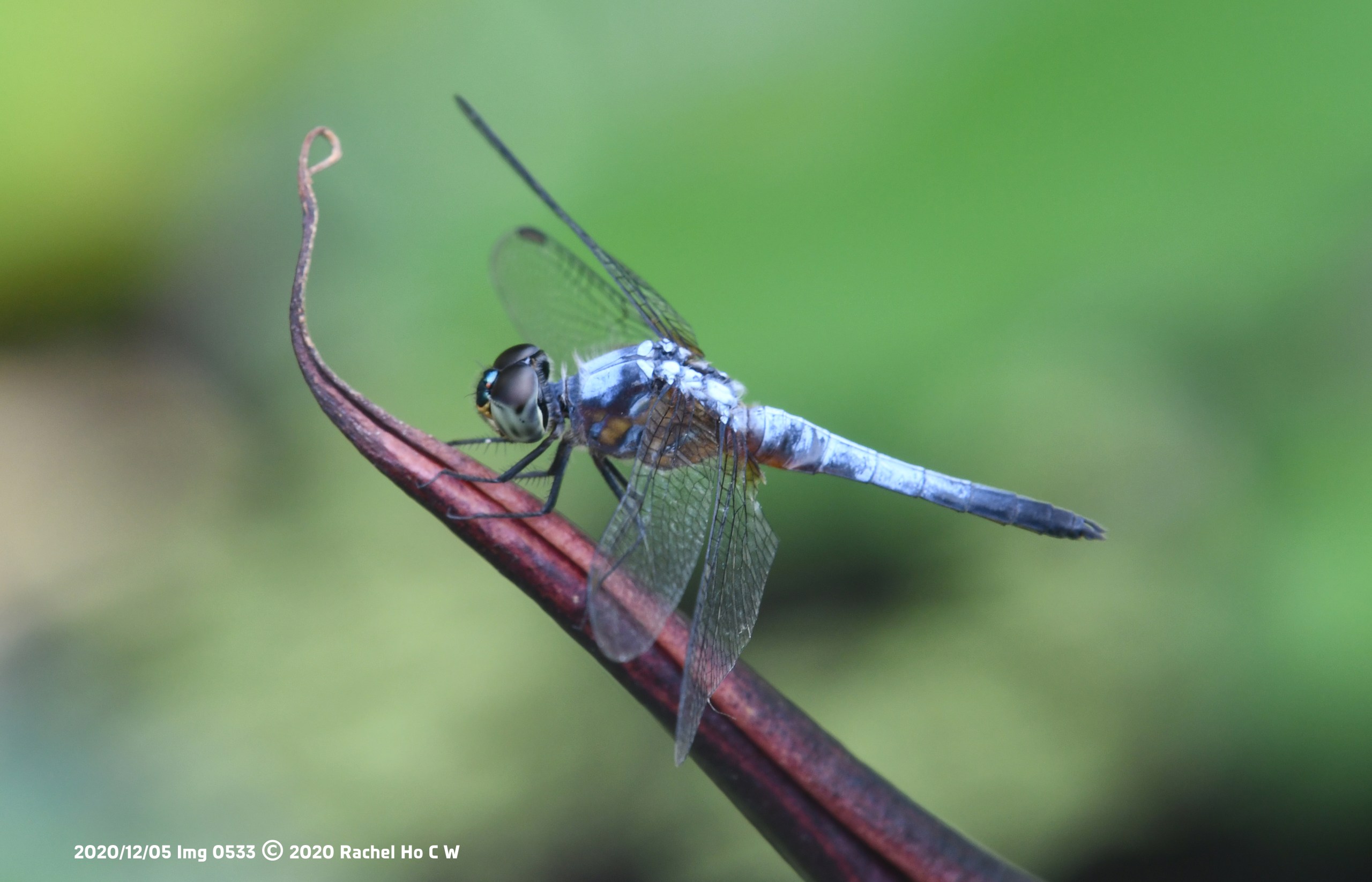 Image 0533 - Blue Dasher @ Kranji Marshes.