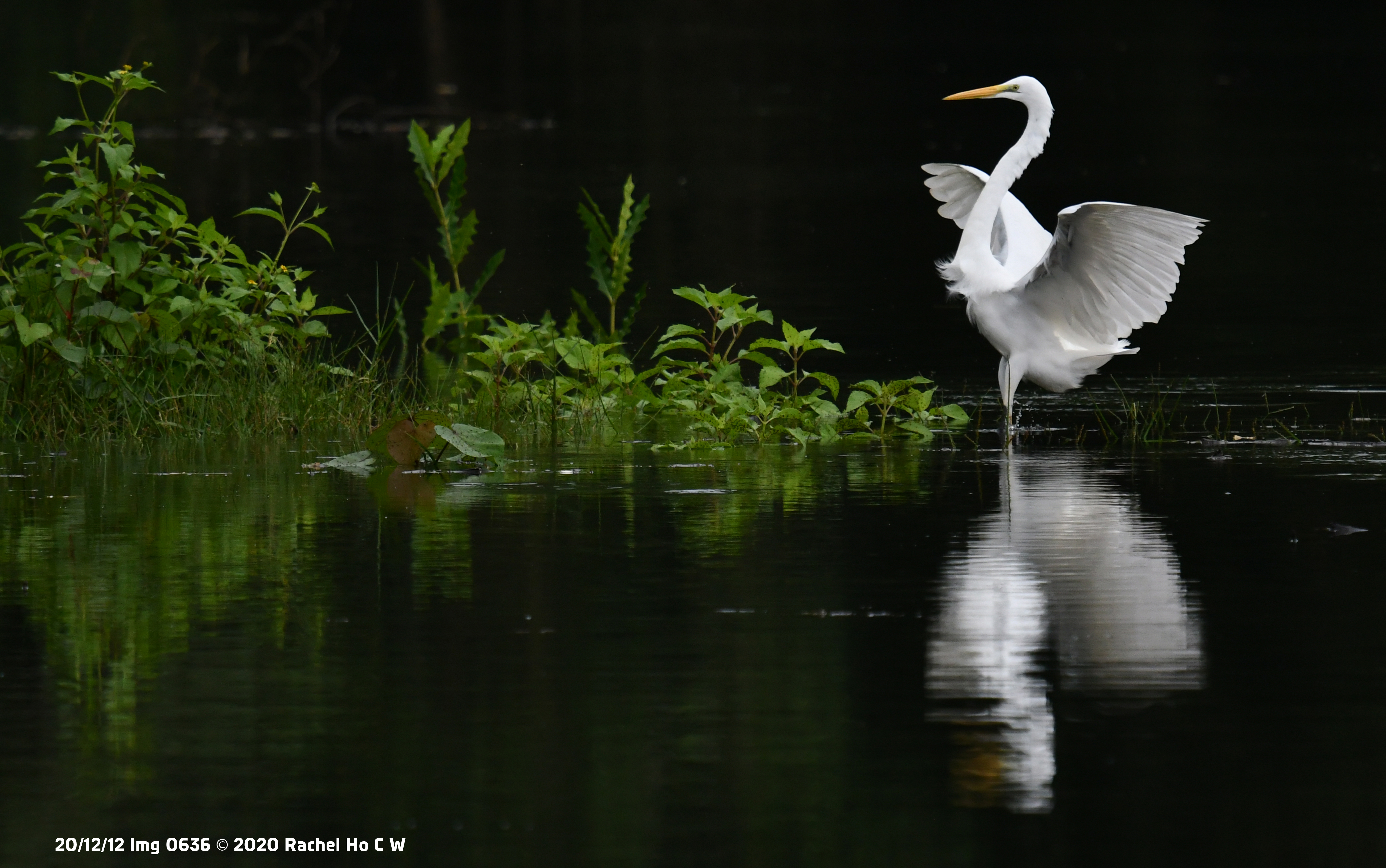 Image 0636 Egret