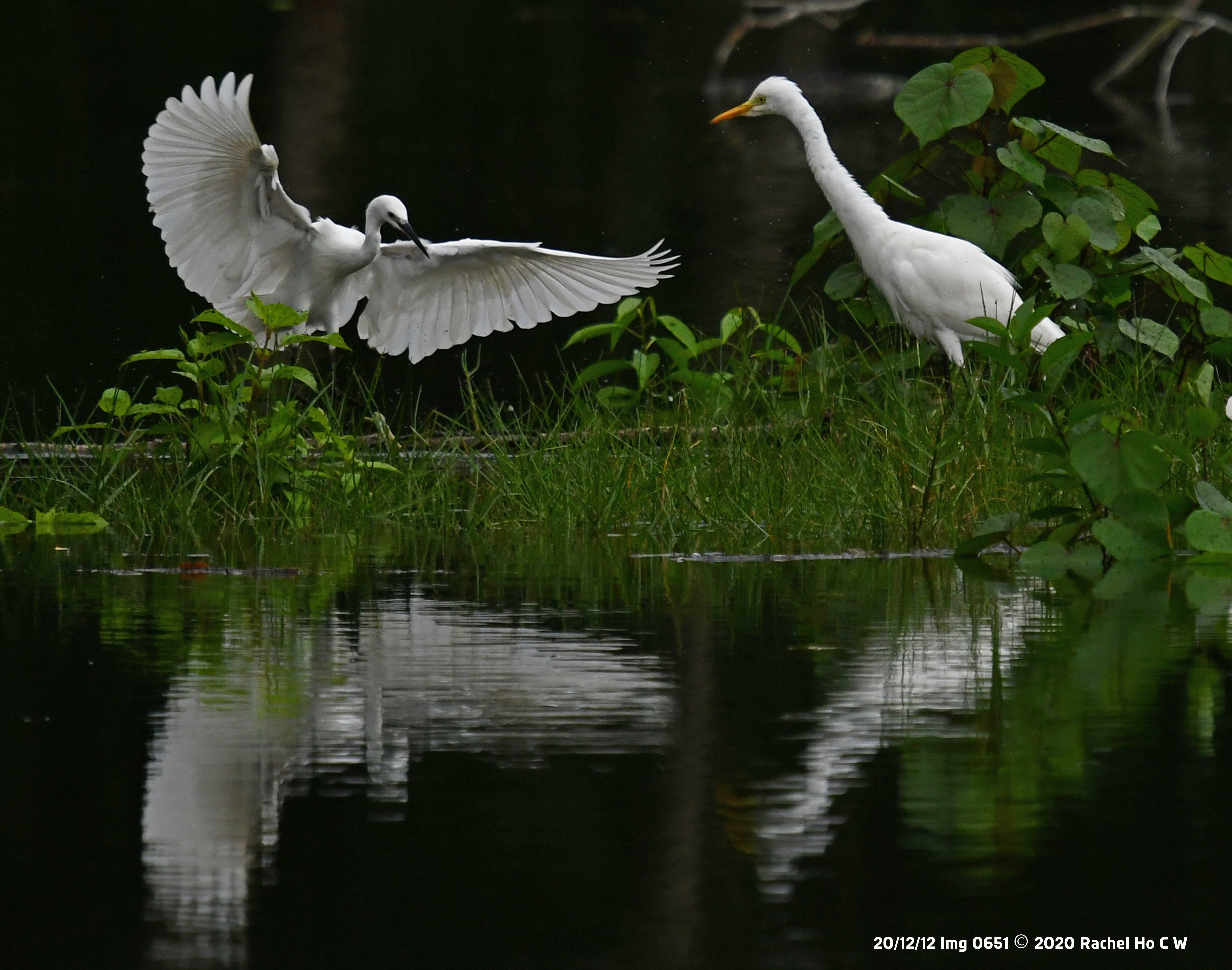 Image 0651 Egret