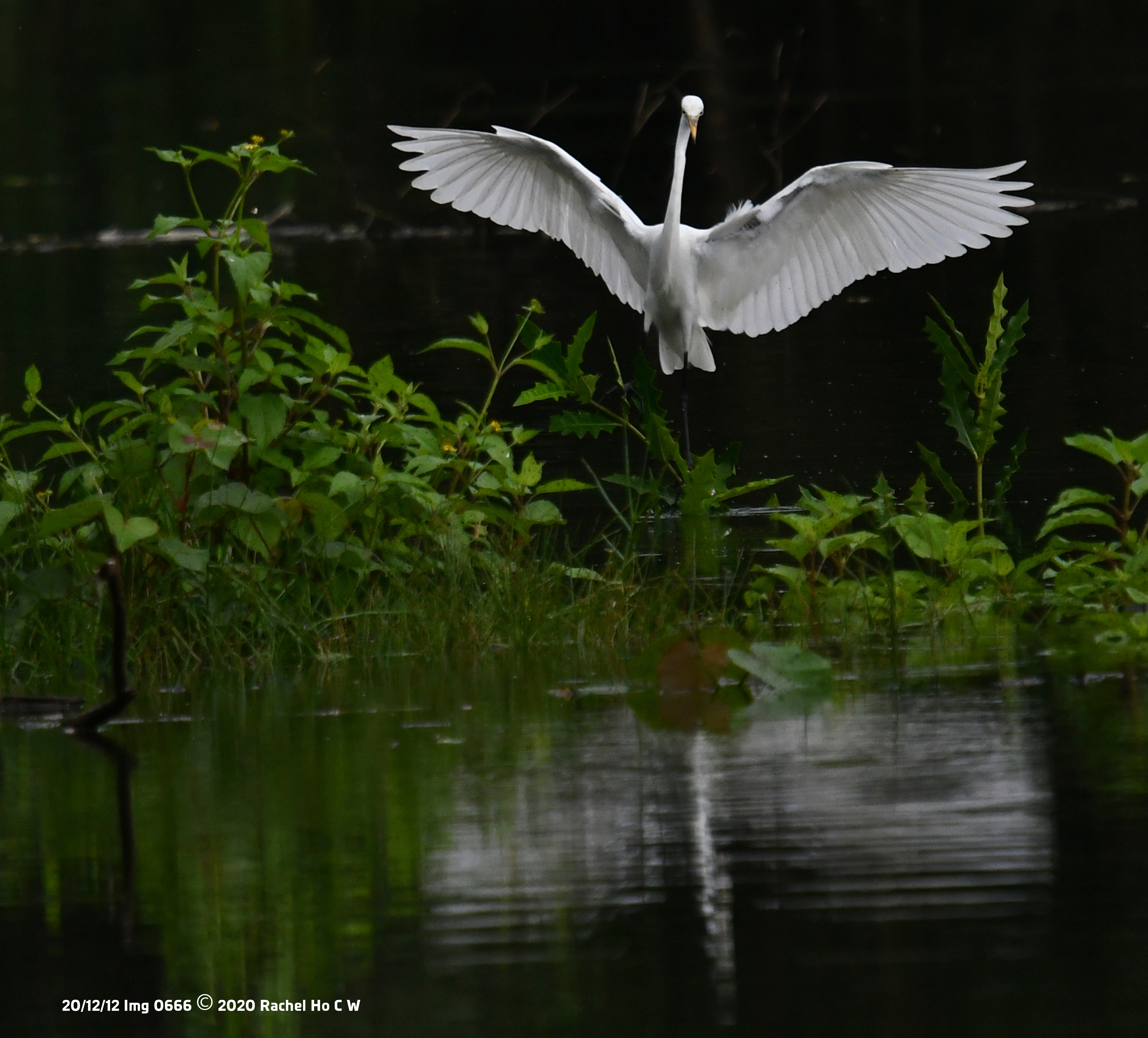 Image 0666 Egret