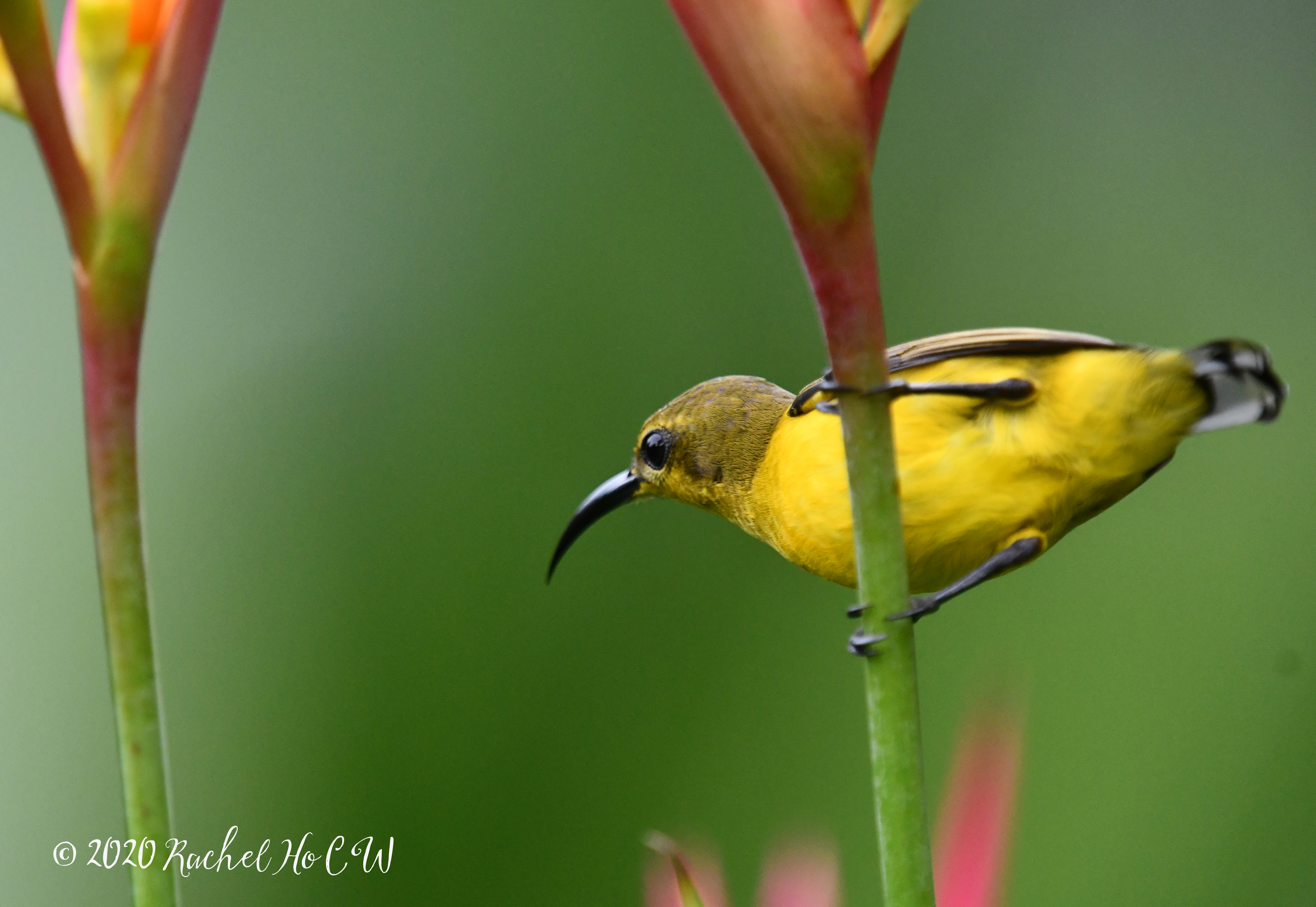 Image 0961 Olive-backed Sunbird (female)