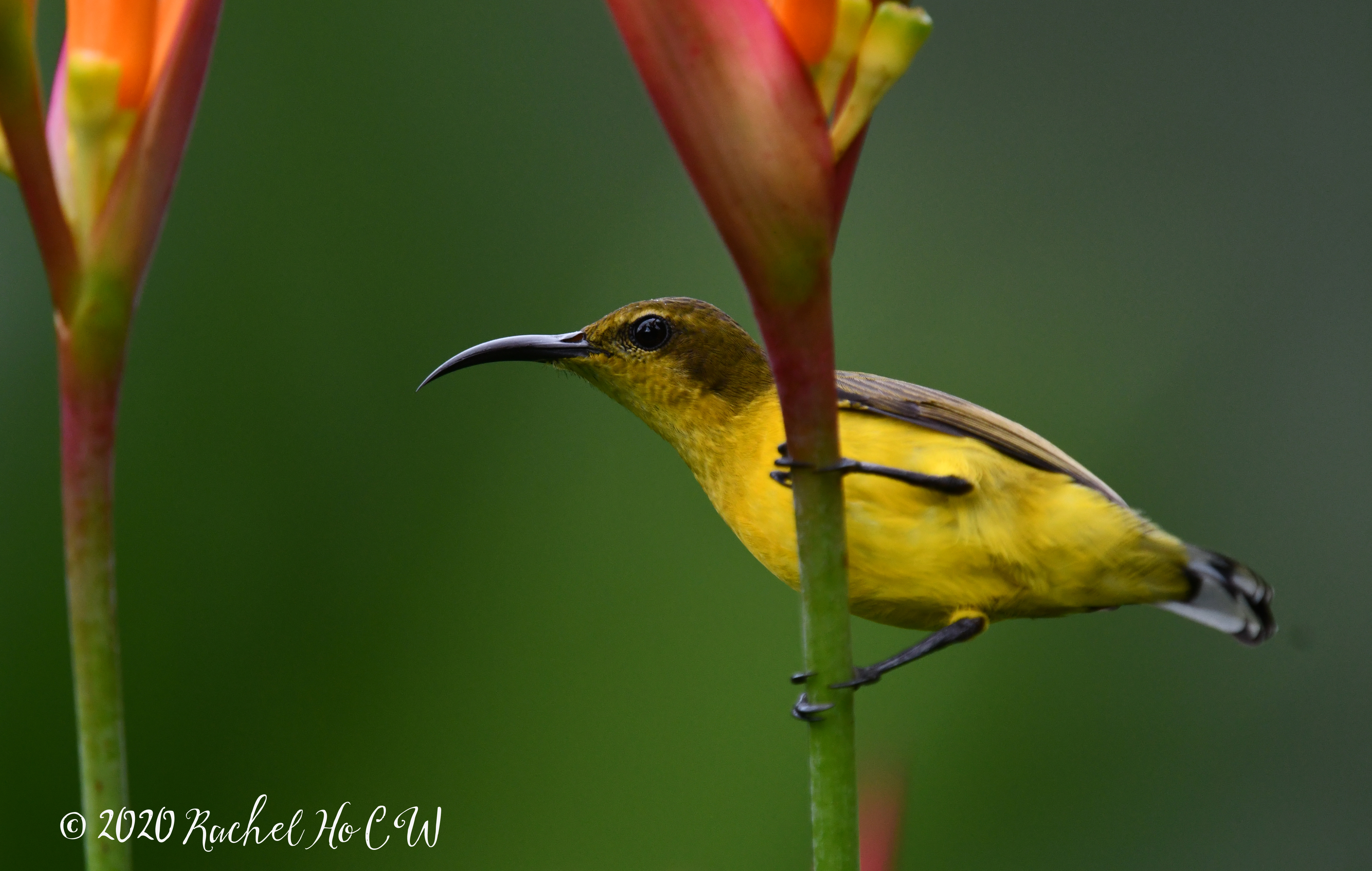 Image 0964 Olive-backed Sunbird (female)**
