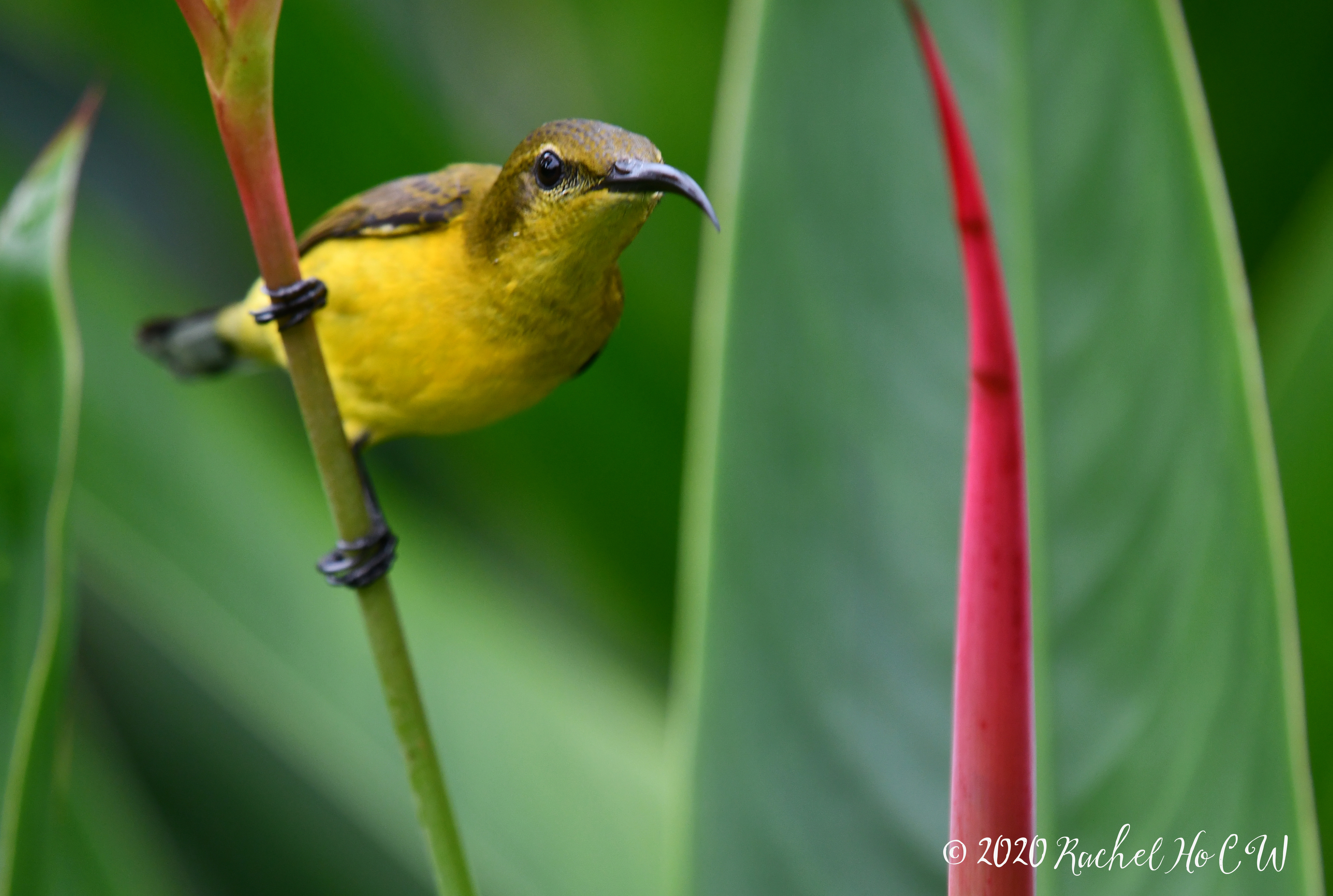 Image 0979 Olive-backed Sunbird (female)