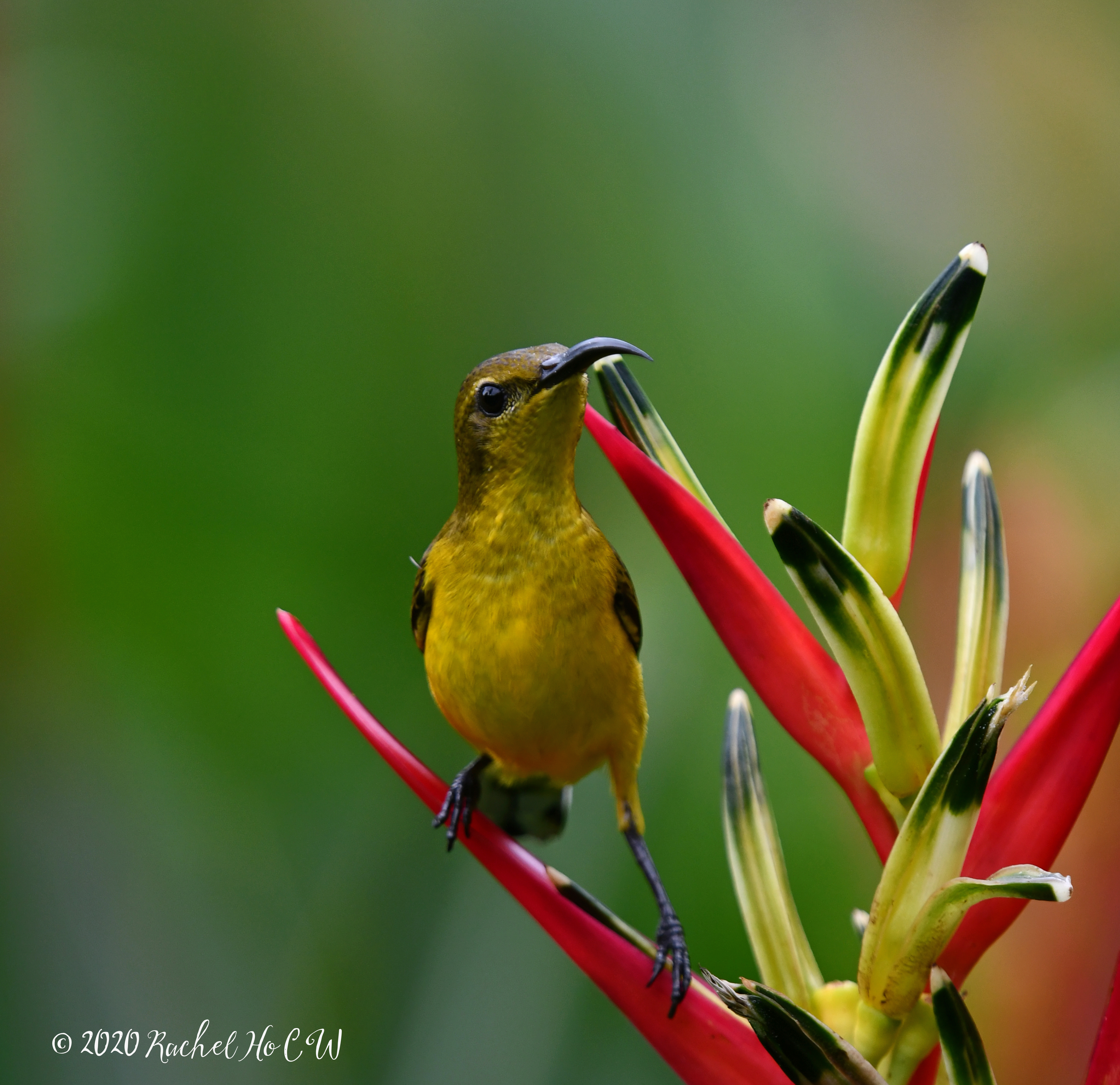 Image 0996 Olive-backed Sunbird (female)