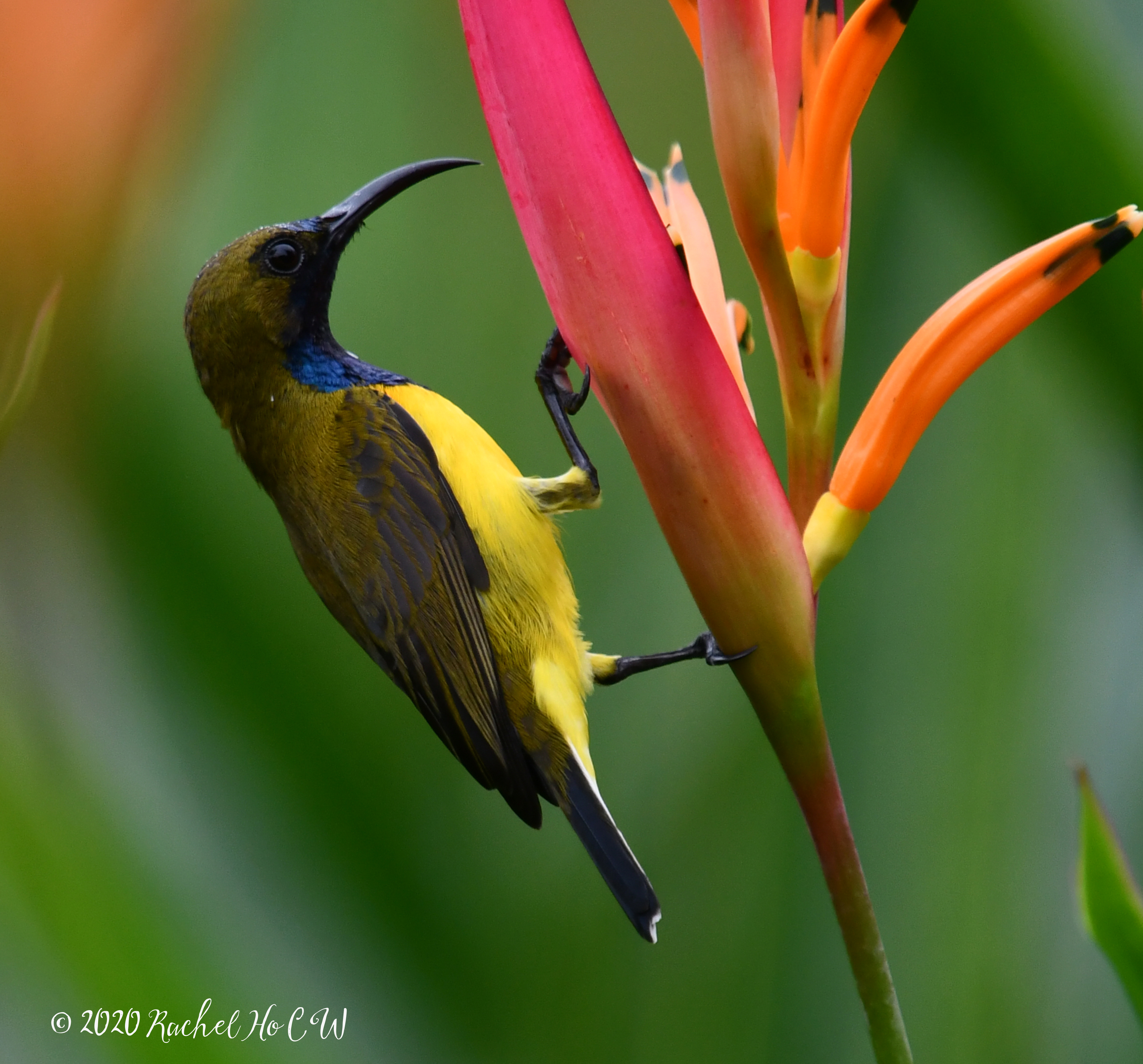 Image 1001 Olive-backed Sunbird (male) **