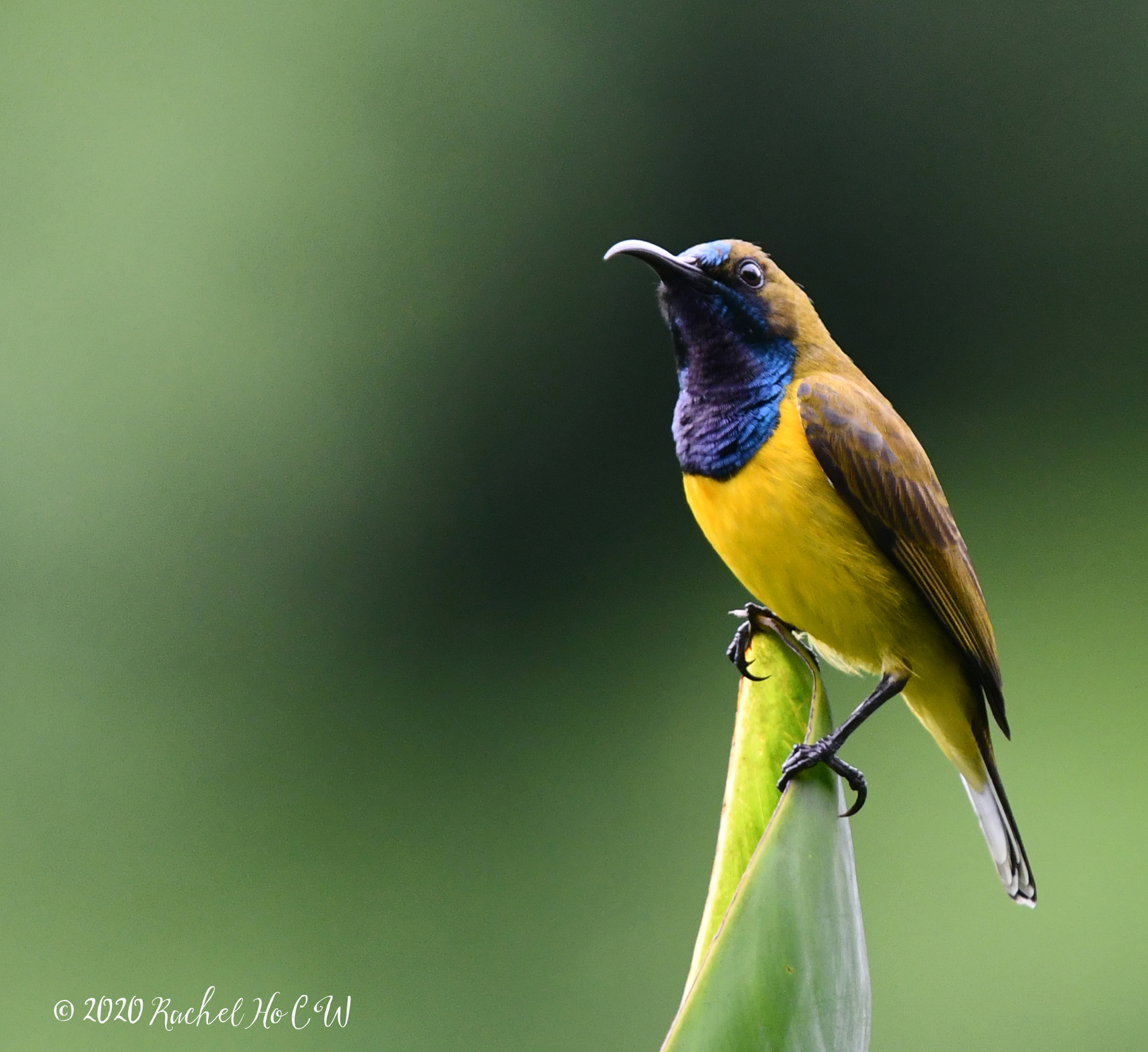 Image 1014 Olive-backed Sunbird (male)