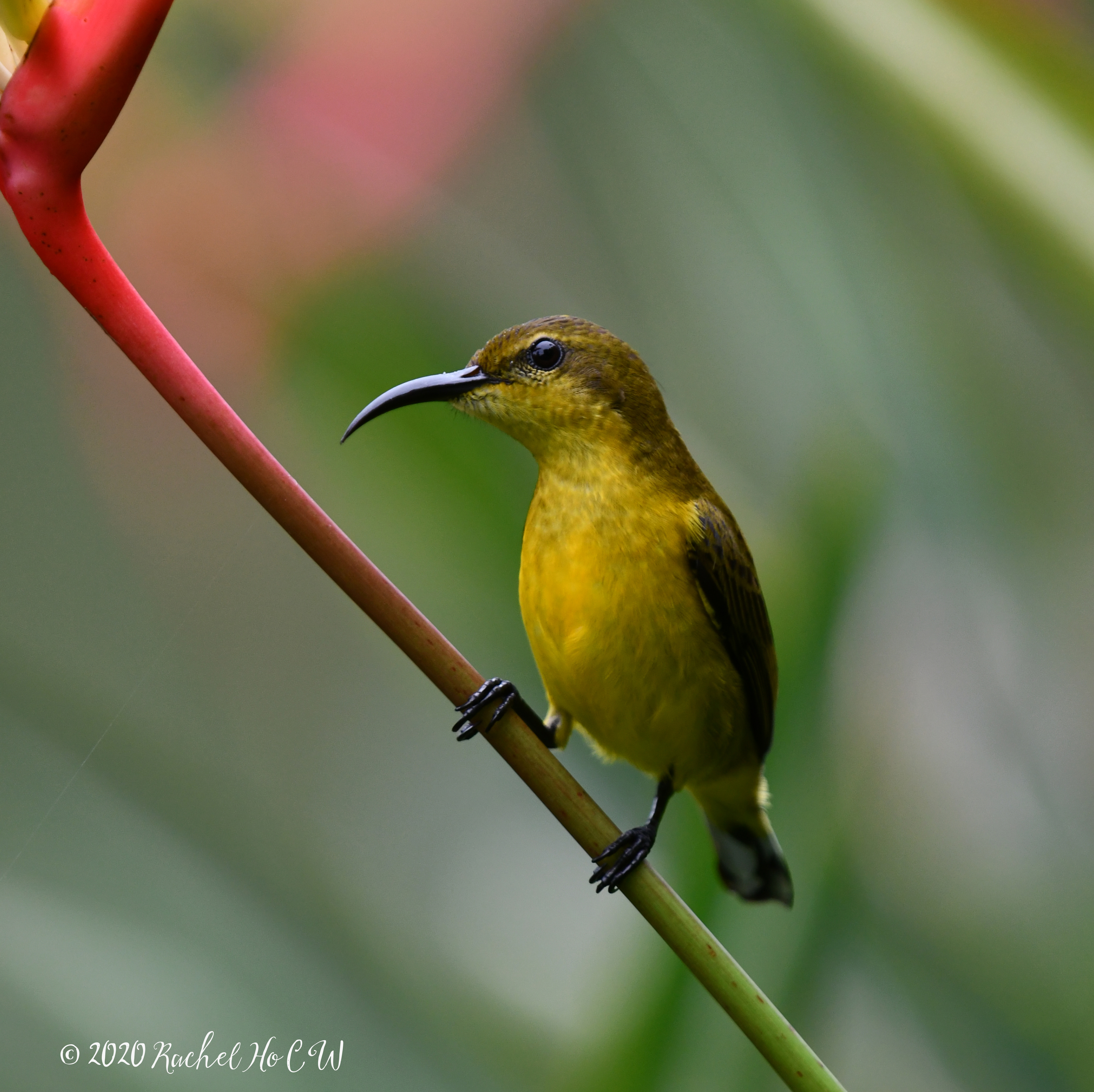 Image 1030 Olive-backed Sunbird (female)**