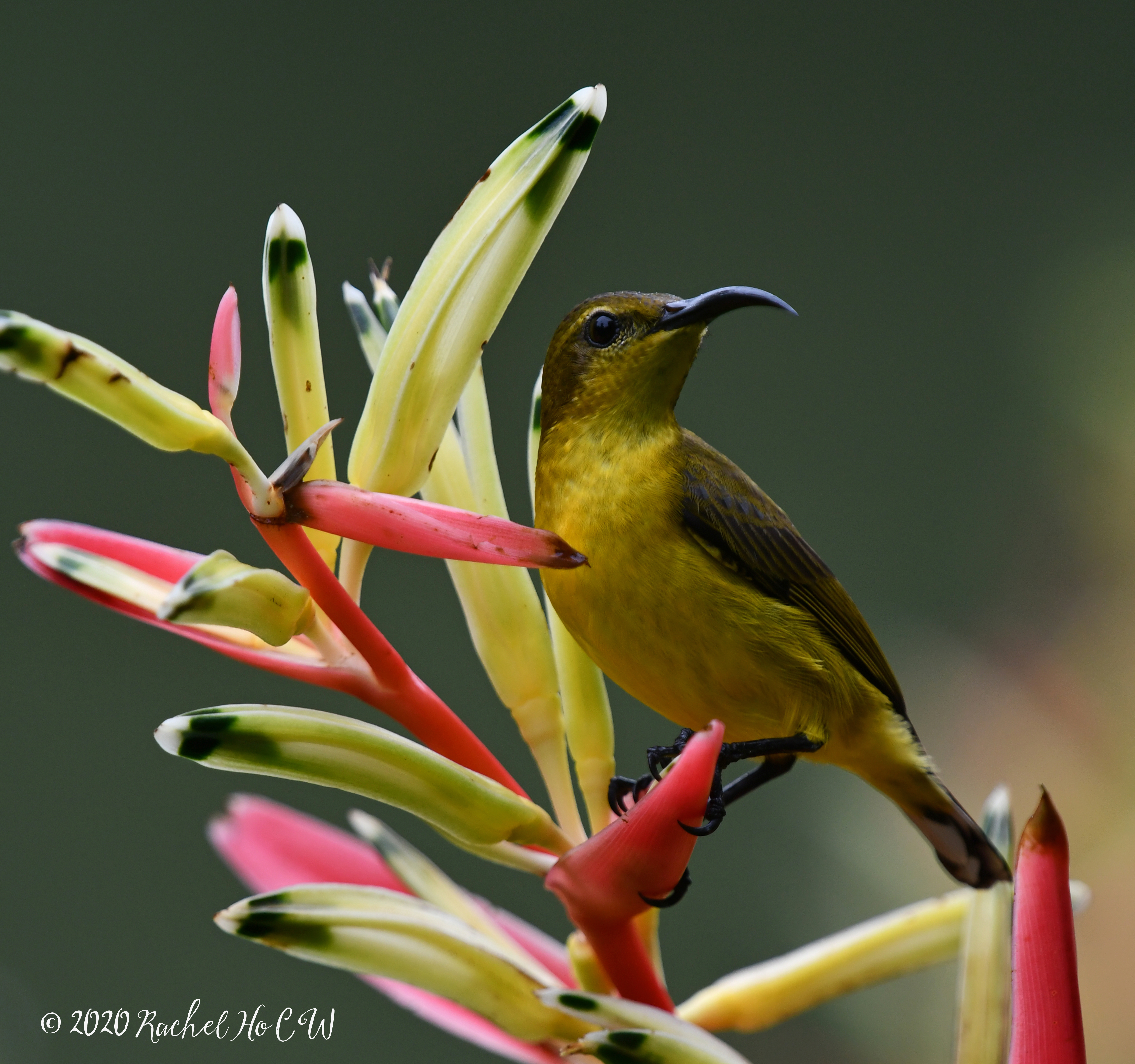 Image 1034 Olive-backed Sunbird (female)