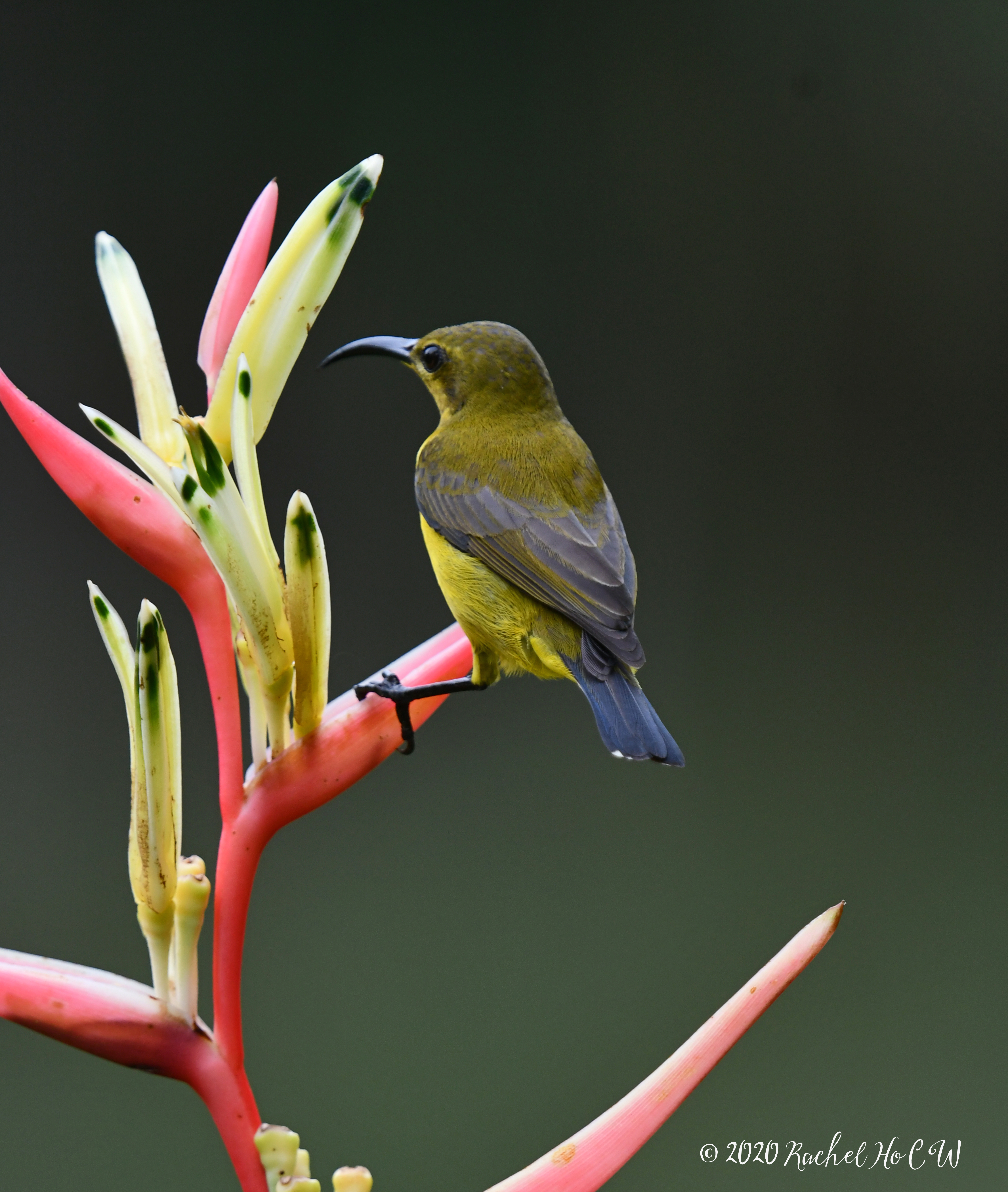 Image 1046 Olive-backed Sunbird (female)