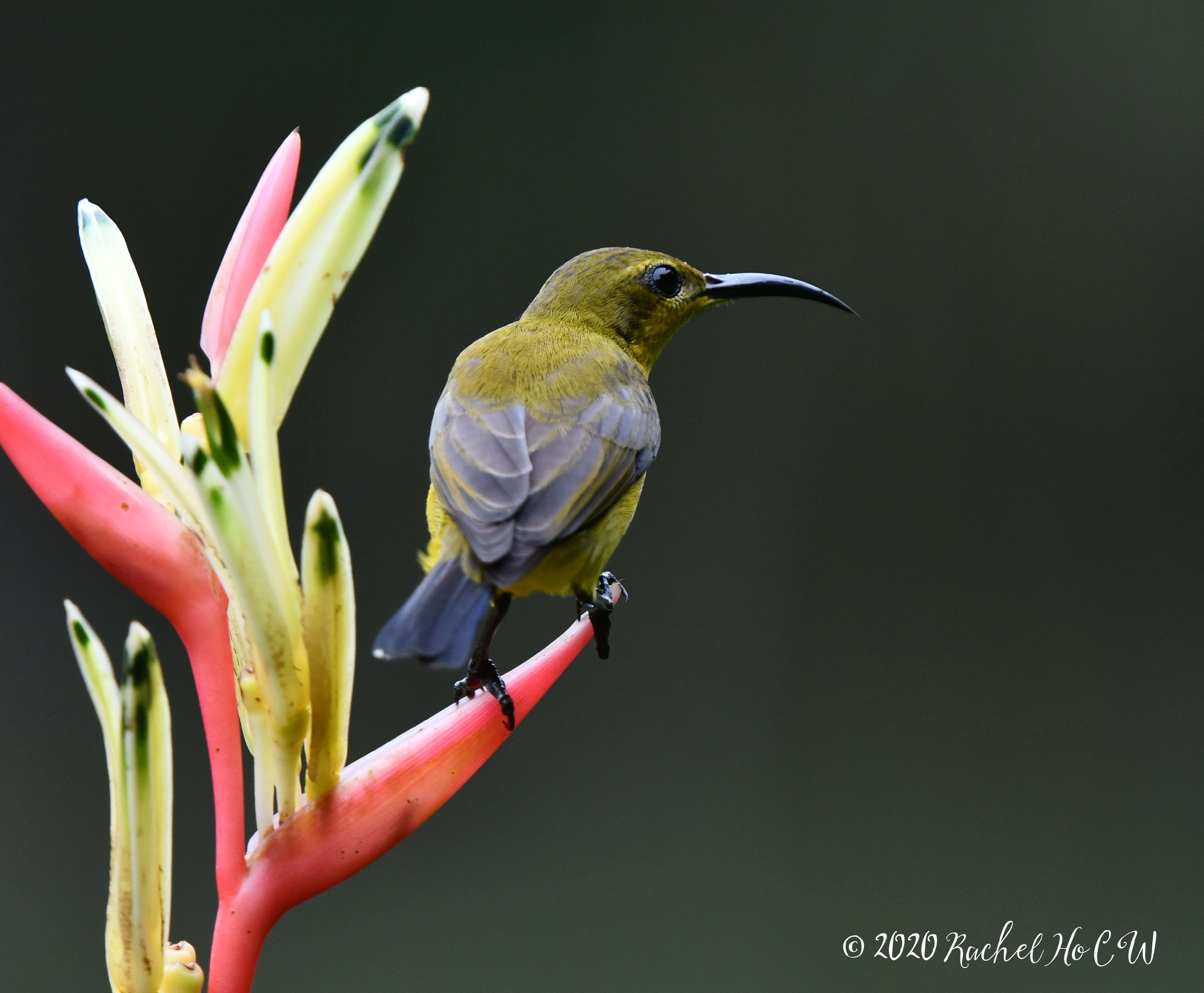 Image 1049 Olive-backed Sunbird (female)