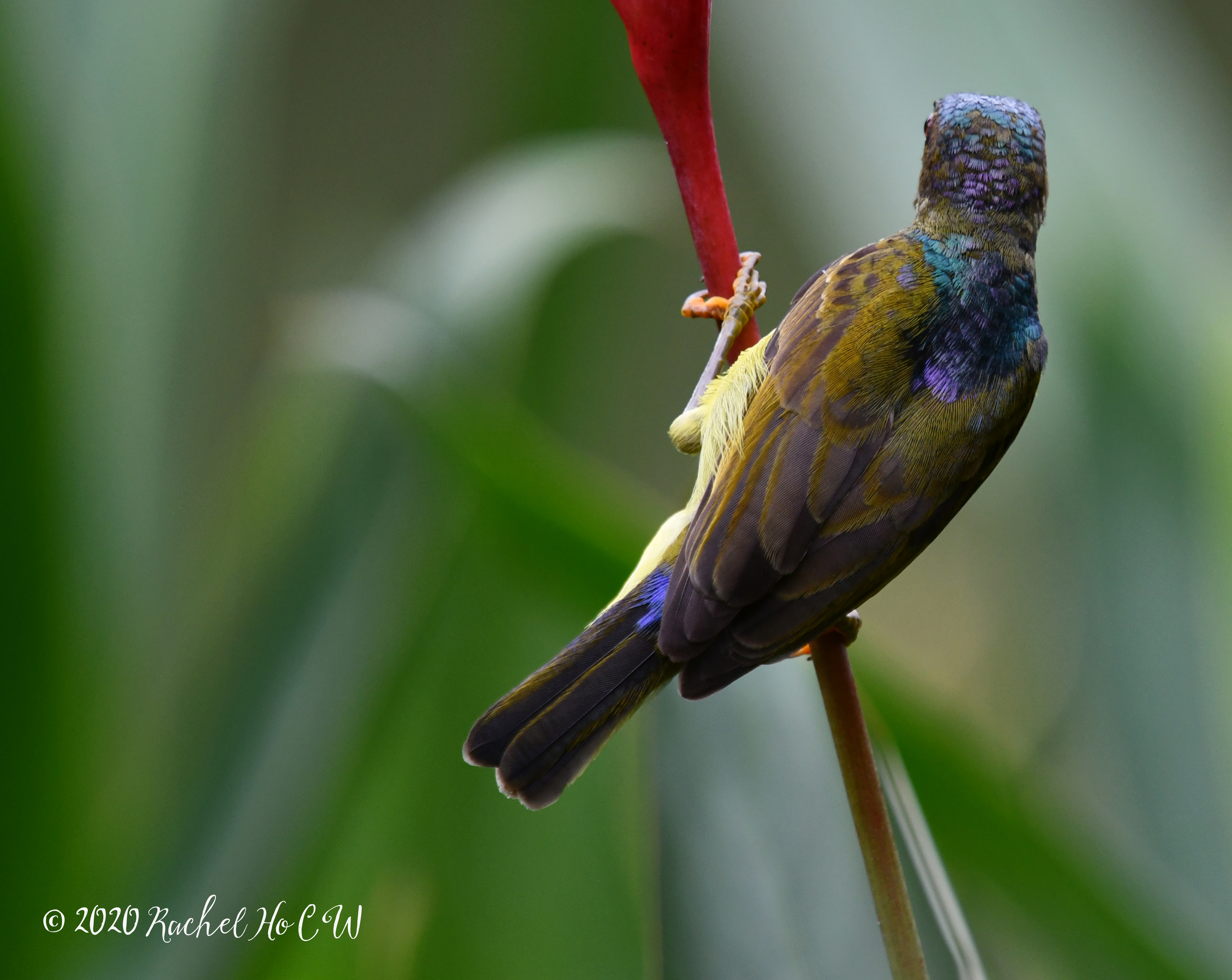 Image 1060 Brown-throated Sunbird (male)