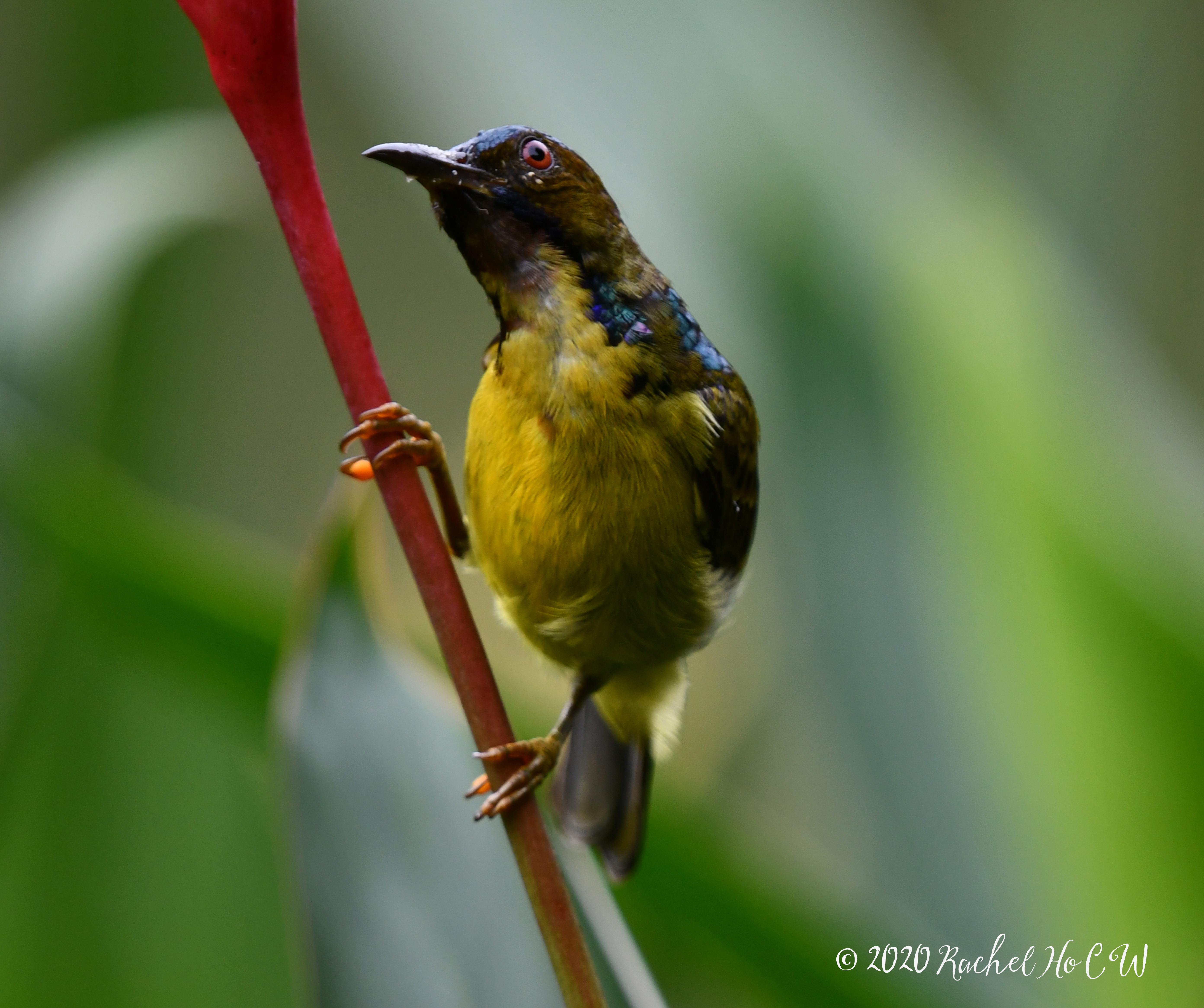 Image 1069 Brown-throated Sunbird (male)