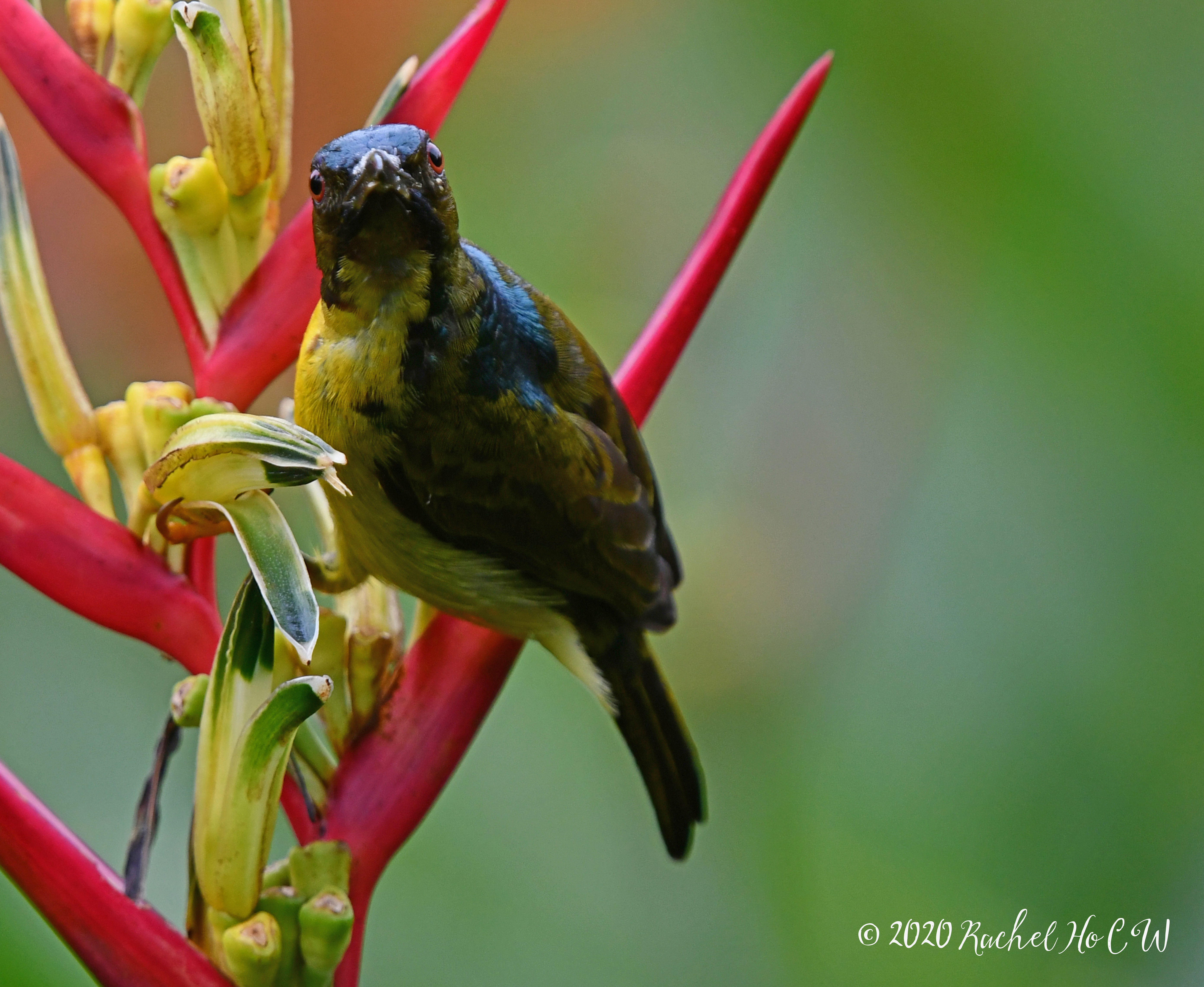 Image 1074 Brown-throated Sunbird (male)