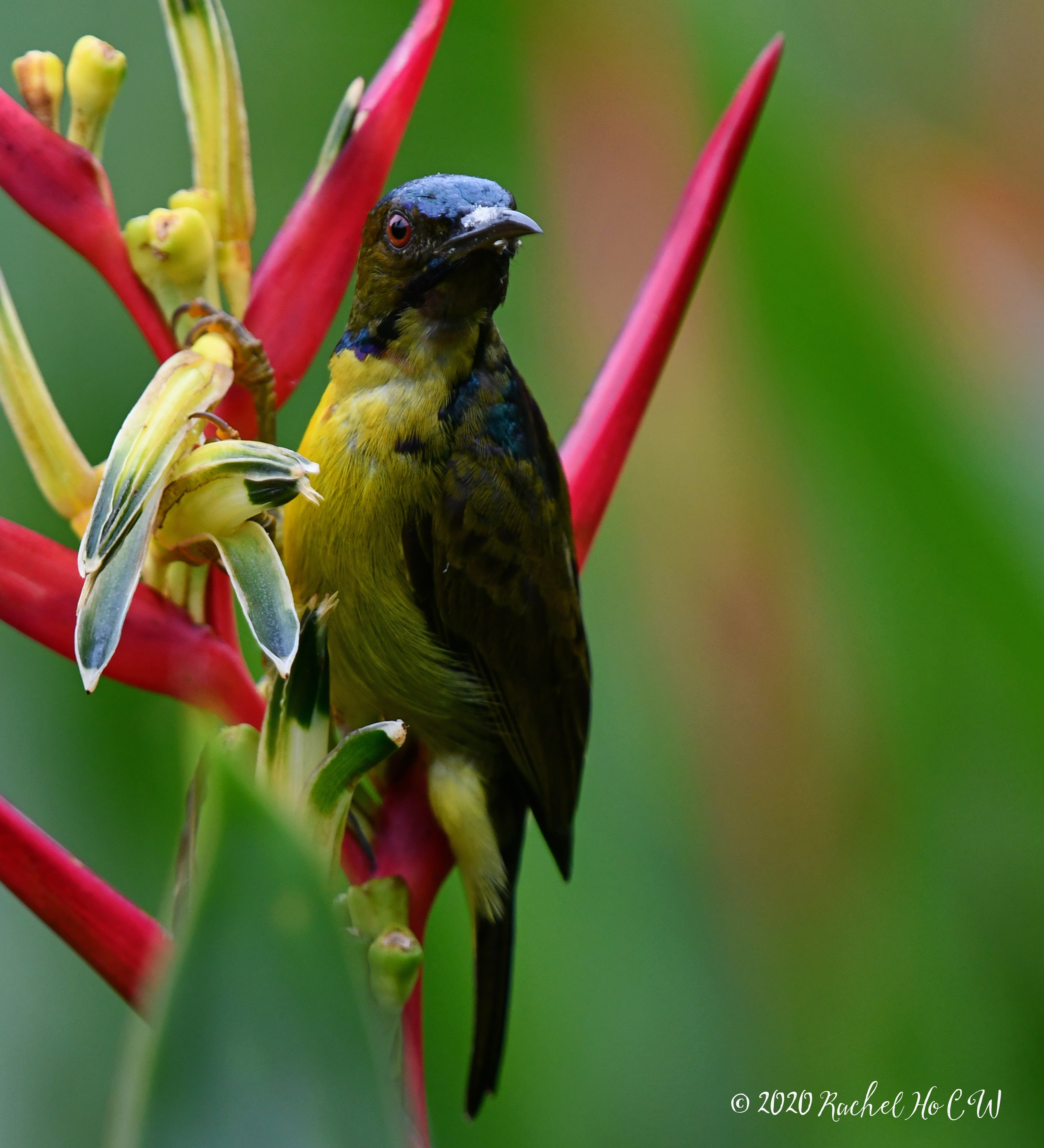 Image 1082 Brown-throated Sunbird (male)