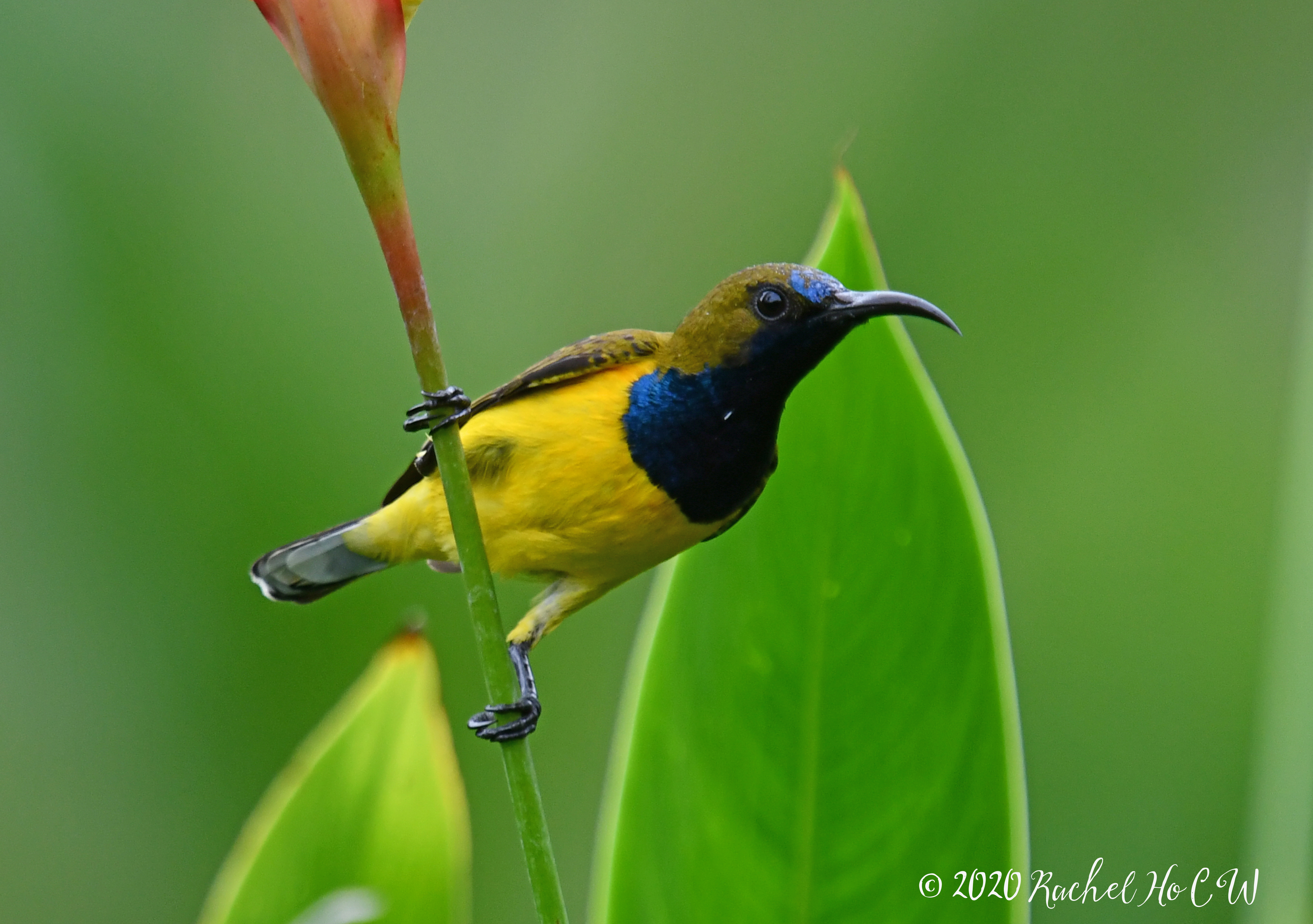 Image 1108 Olive-backed Sunbird (male) **