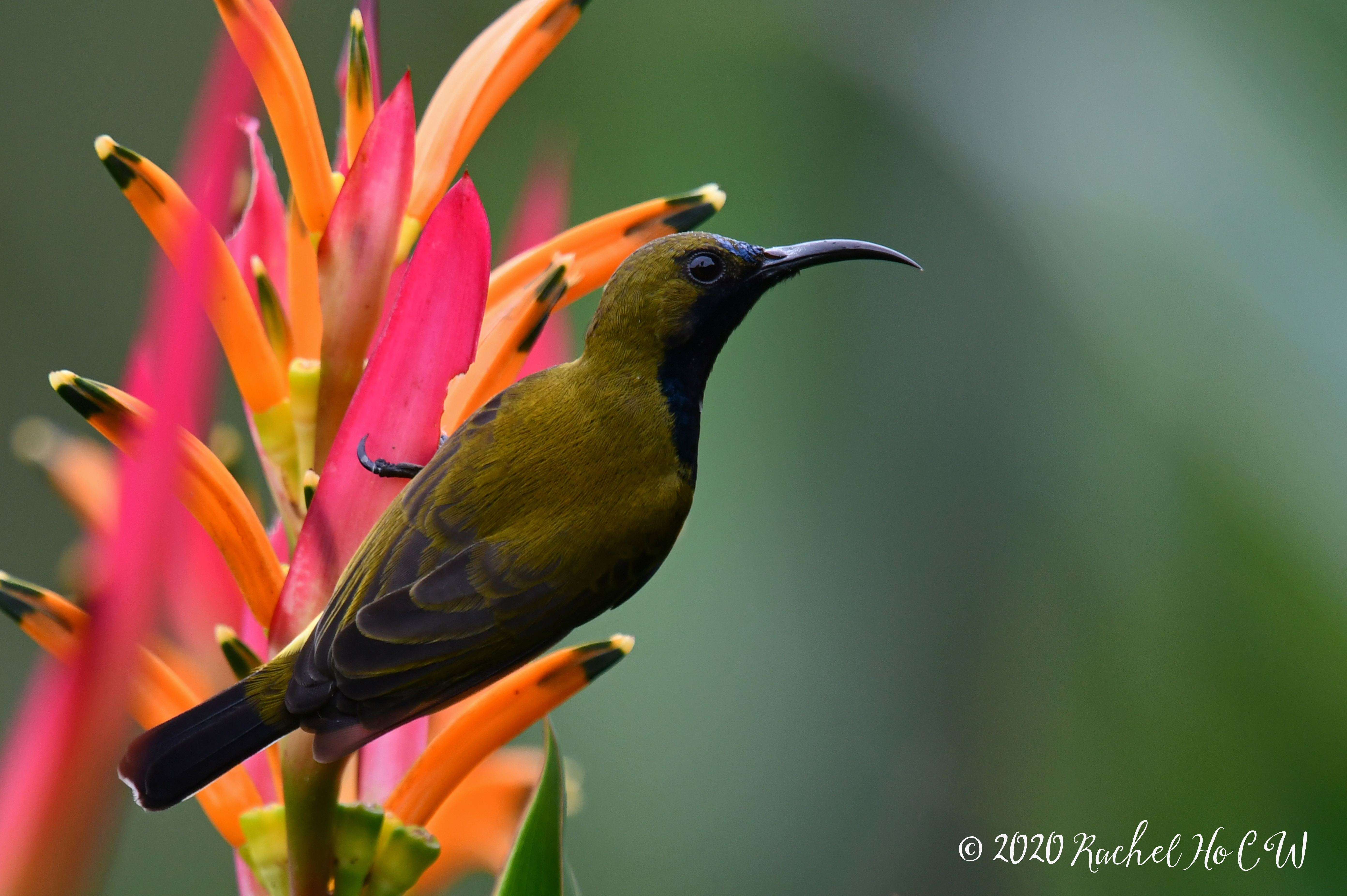 Image 1111 Olive-backed Sunbird (male) **