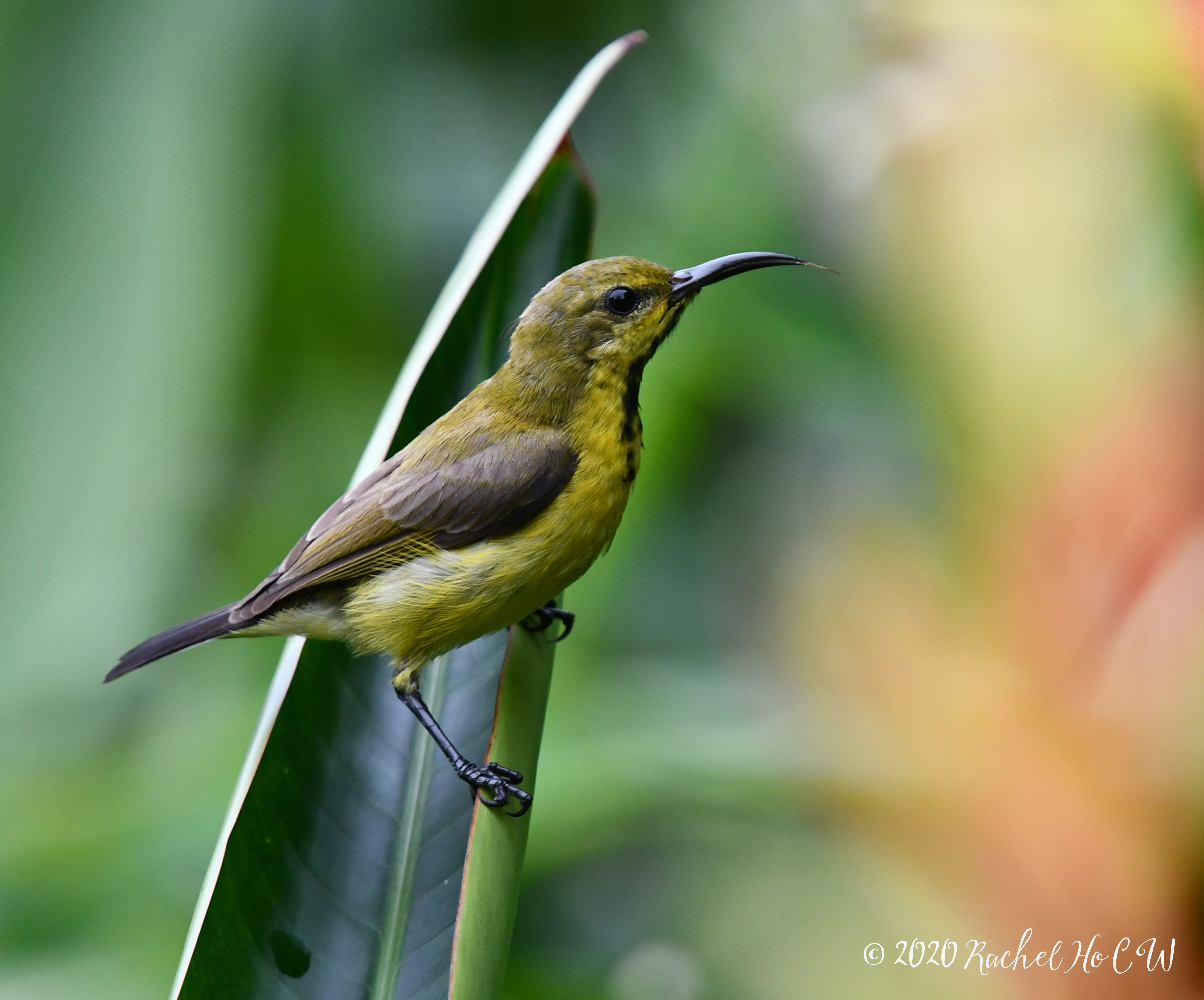 Image 1123 Olive-backed Sunbird (female)**