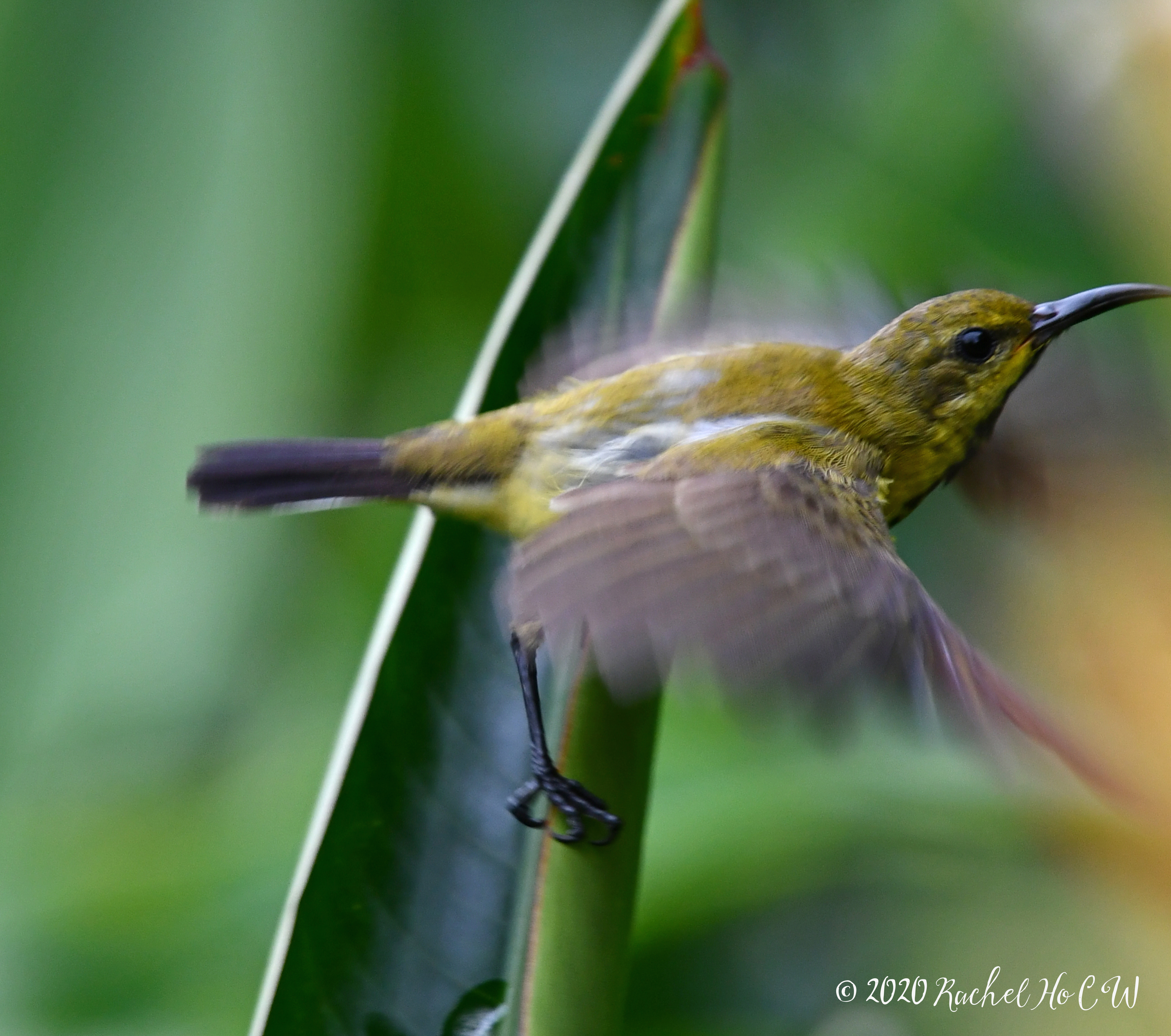 Image 1126 Olive-backed Sunbird (female)
