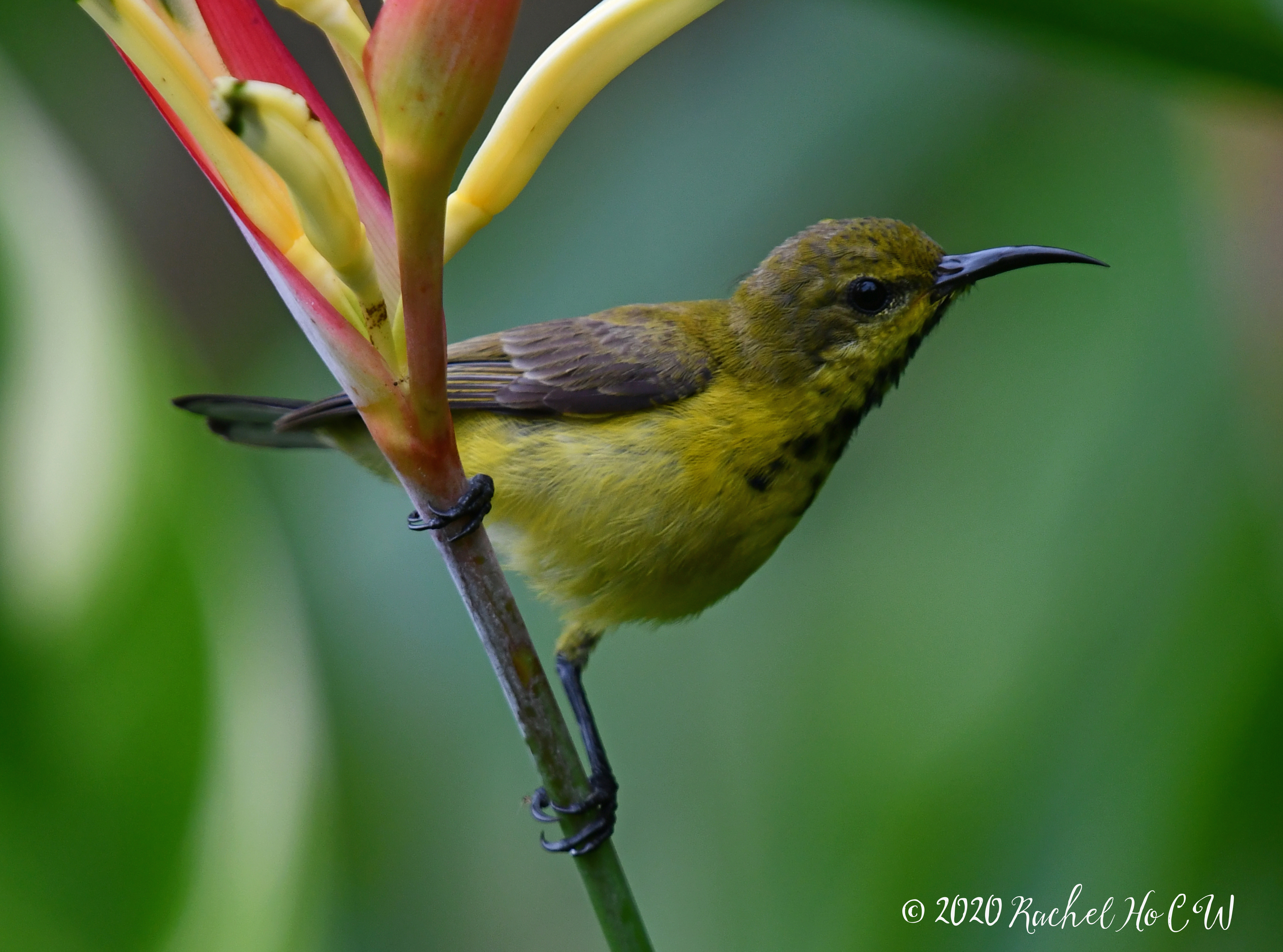 Image 1129 Olive-backed Sunbird (female)**