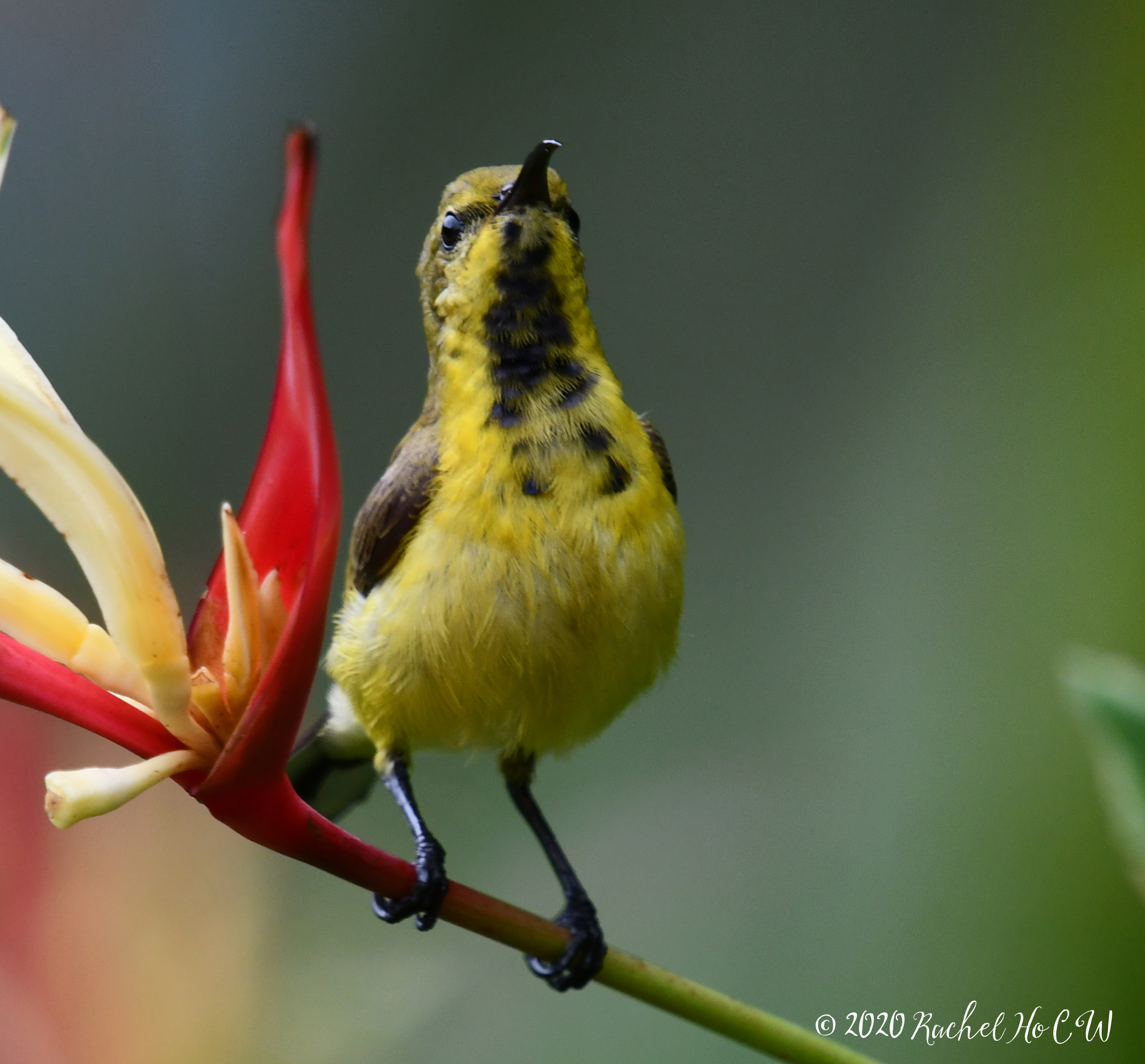 Image 1134 Olive-backed Sunbird (female)