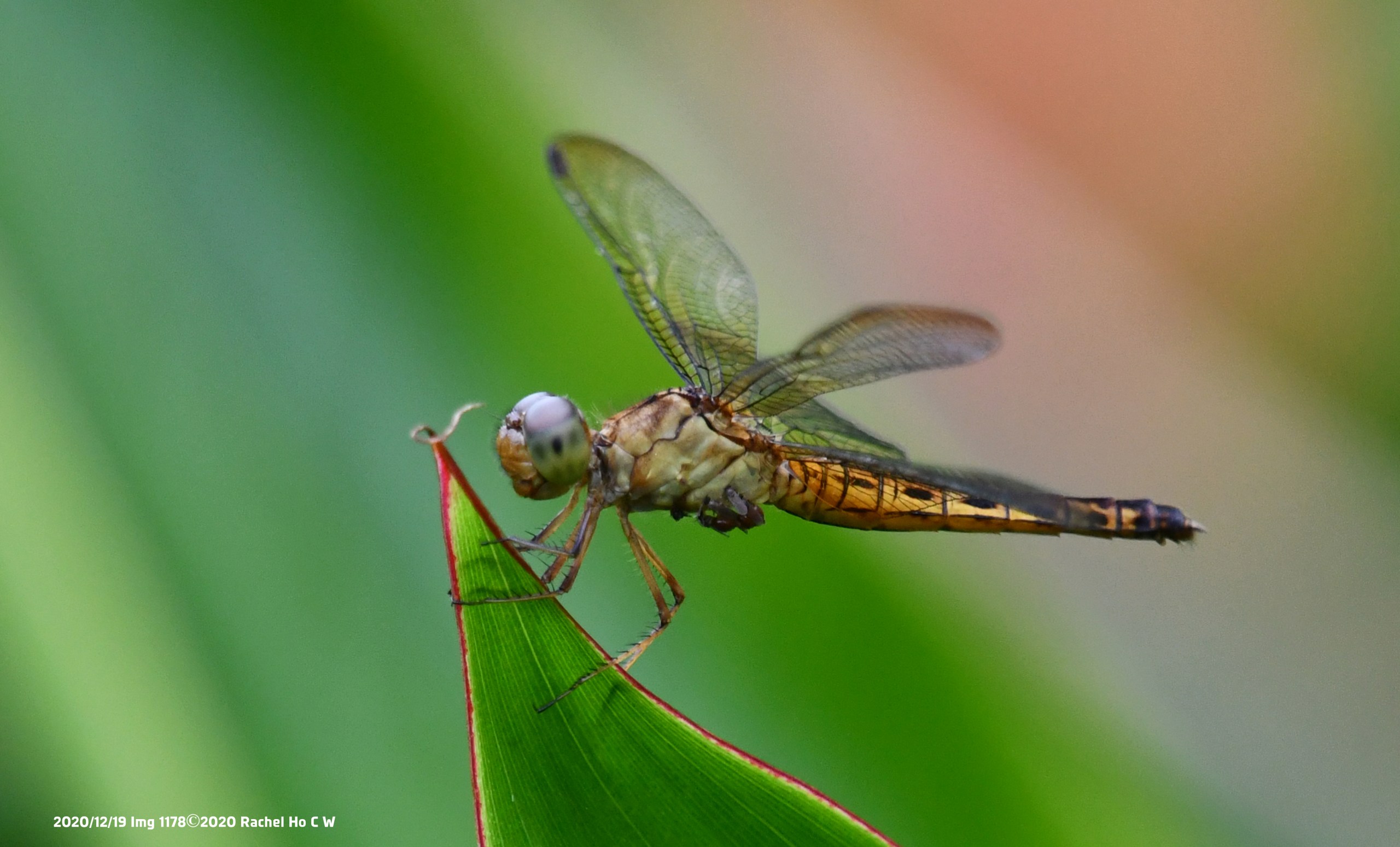Image 1178 - Common Parasol (female) @ Singapore Botanic Gardens.