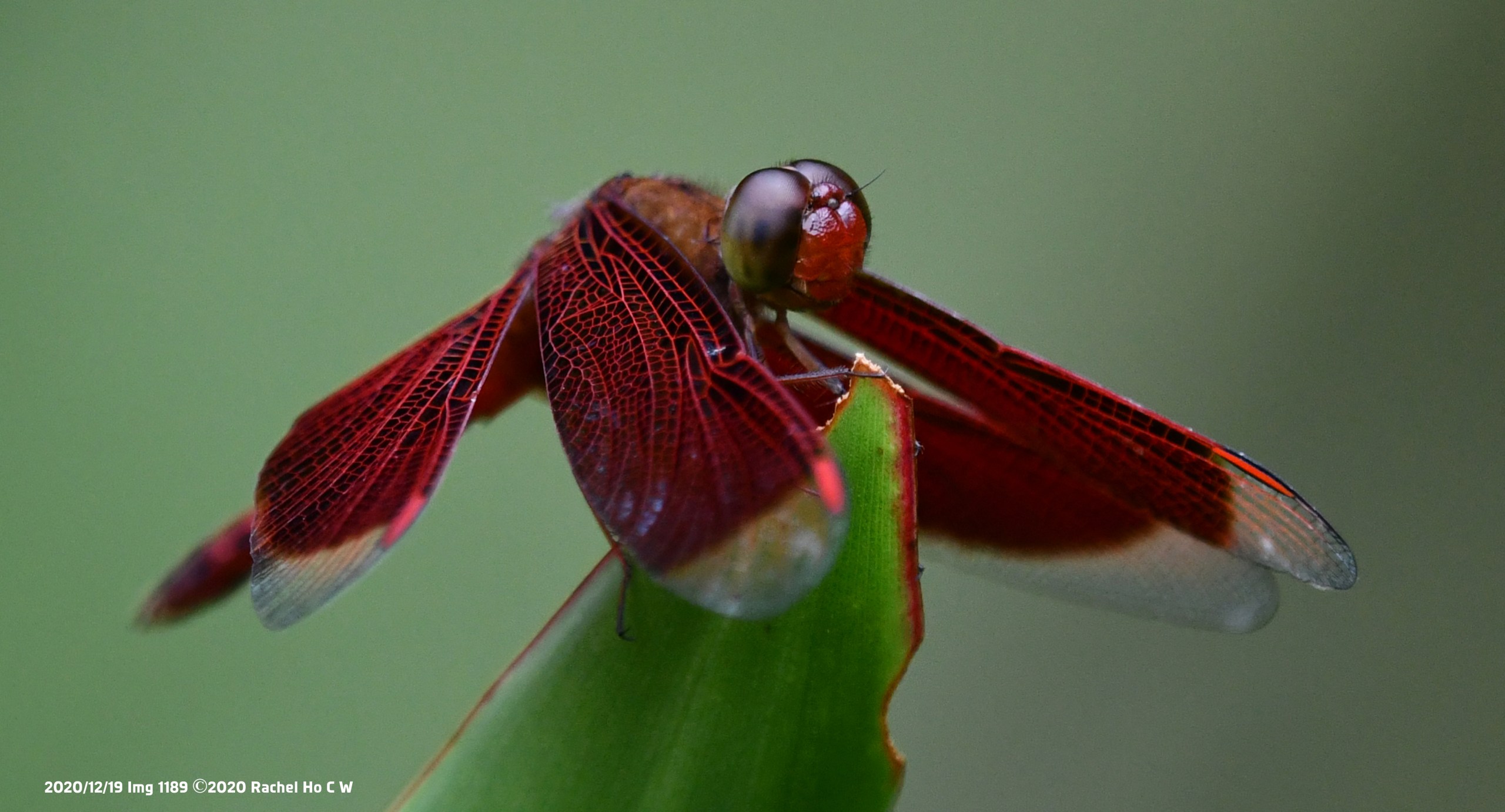 Image 1189- Common Parasol (male) @ Singapore Botanic Gardens.