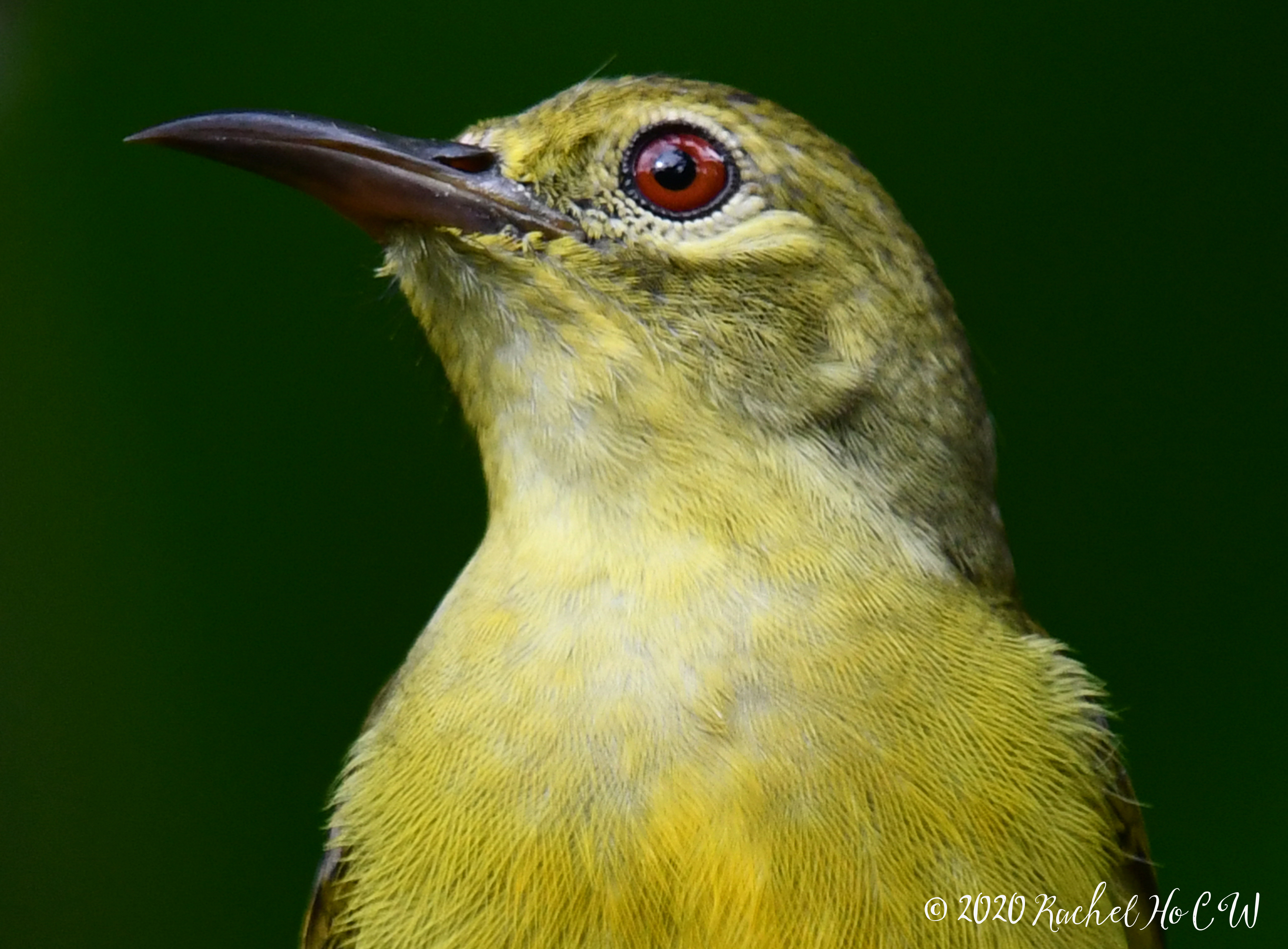 Brown-throated Sunbird (female)