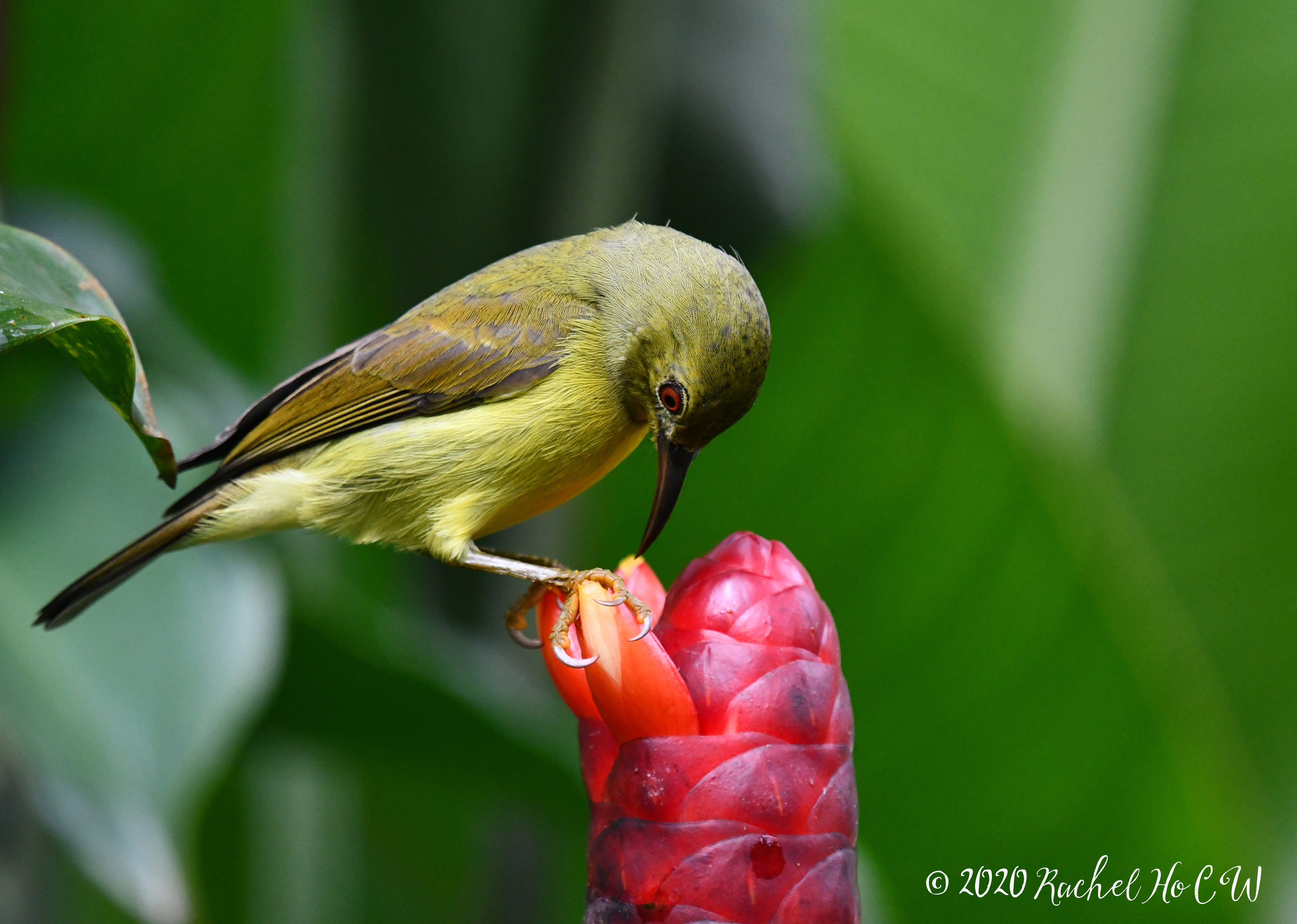 Image 1208 Brown-throated Sunbird (female)