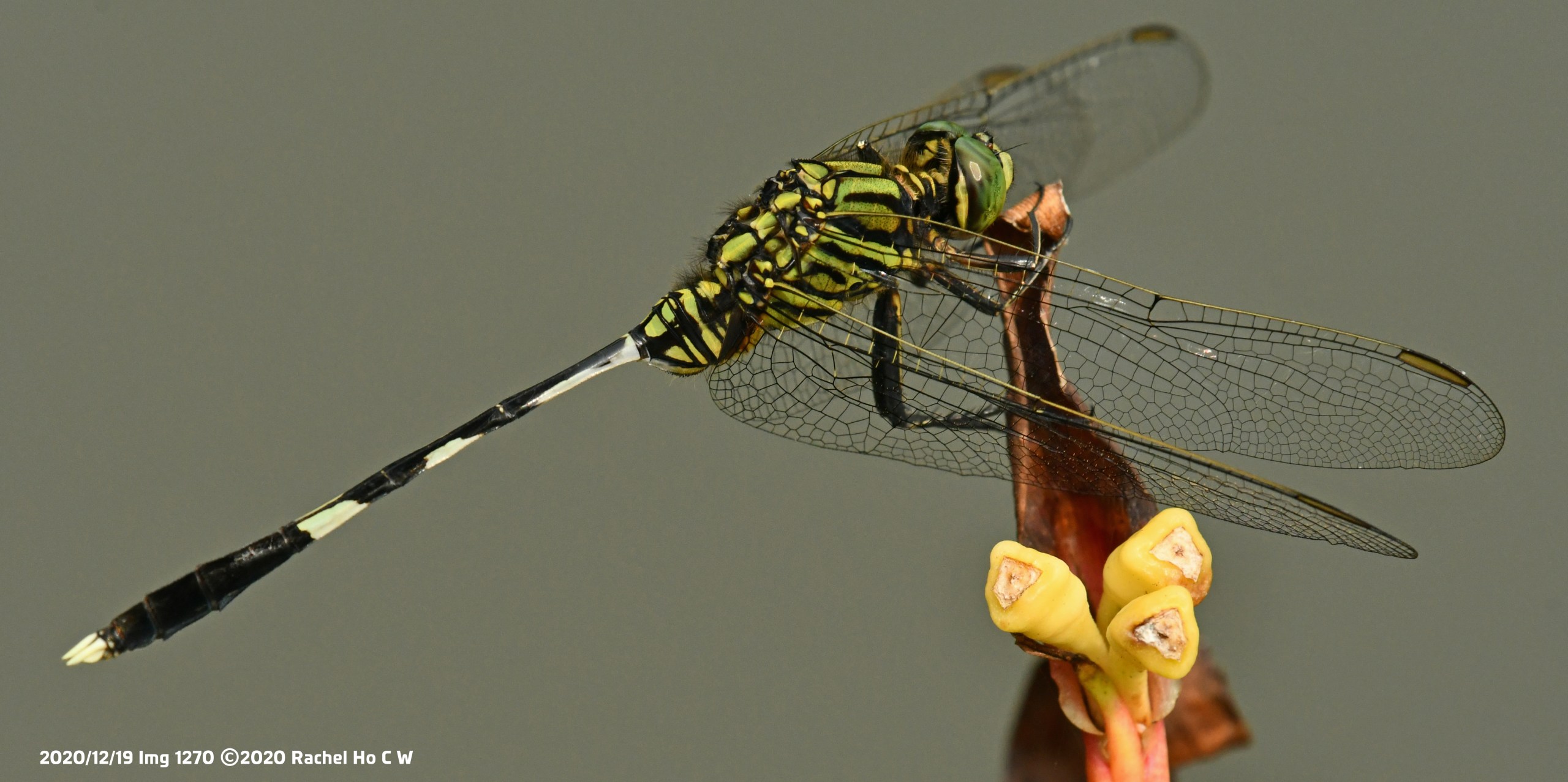 Image 1270 Variegated Green Skimmer dragonfly