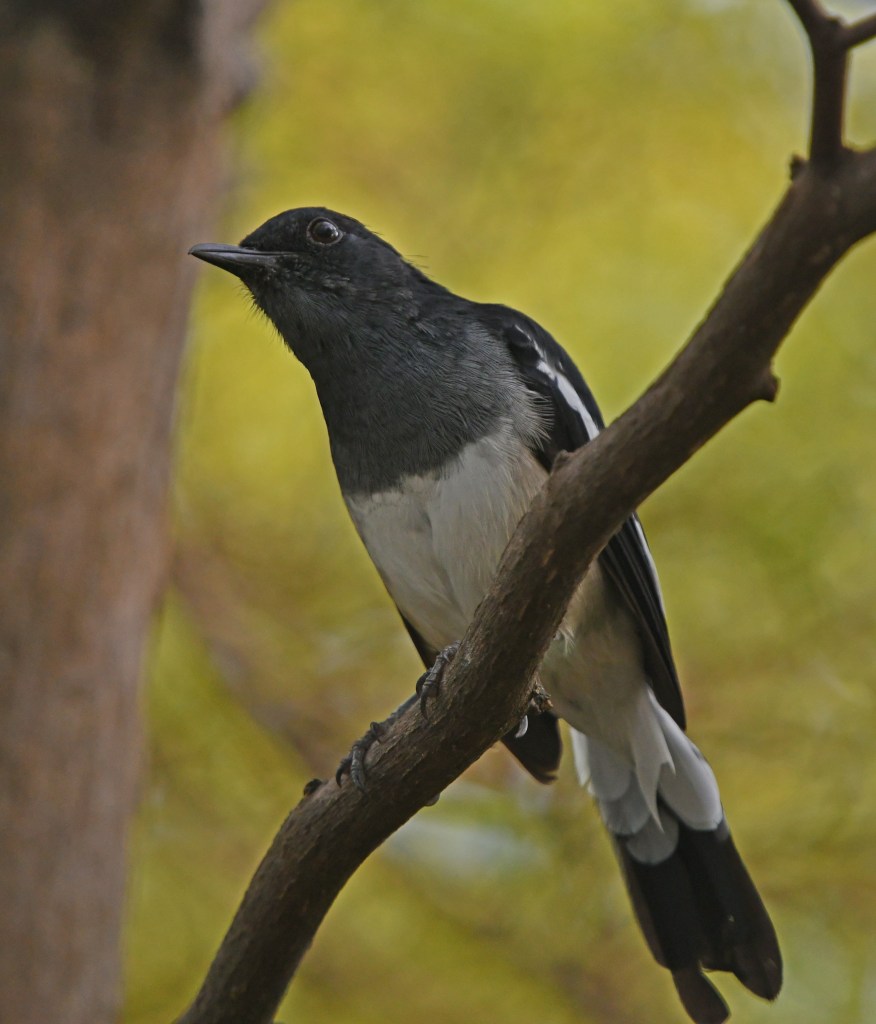 Image 1557 Magpie Robin @ Gardens by the Bay