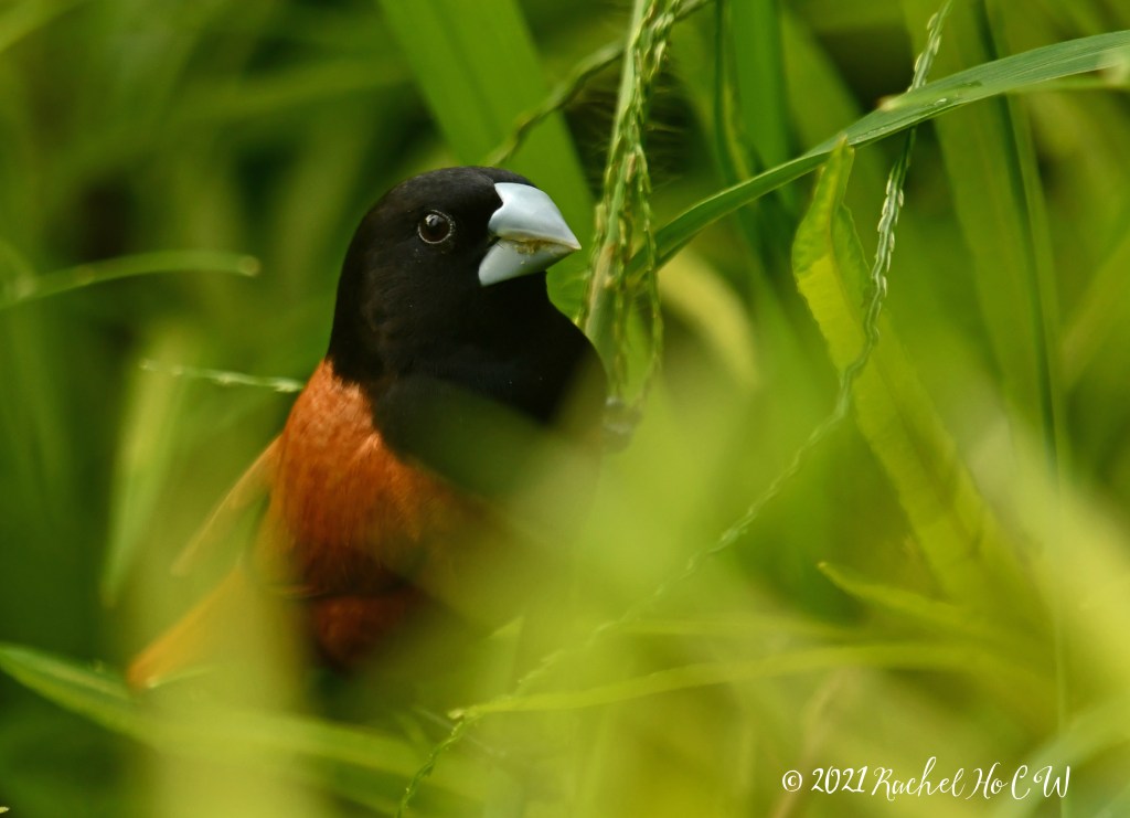 Image 1582 Black Headed Munia  @ Gardens by the Bay
