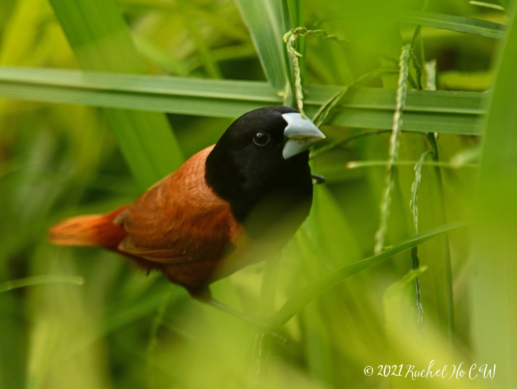 Image 1627 Black Headed Munia  @ Gardens by the Bay