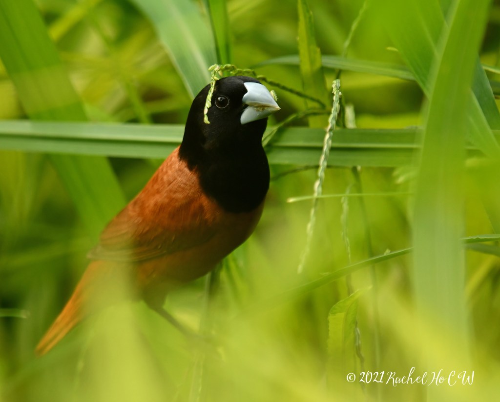 Image 1628 Black Headed Munia  @ Gardens by the Bay