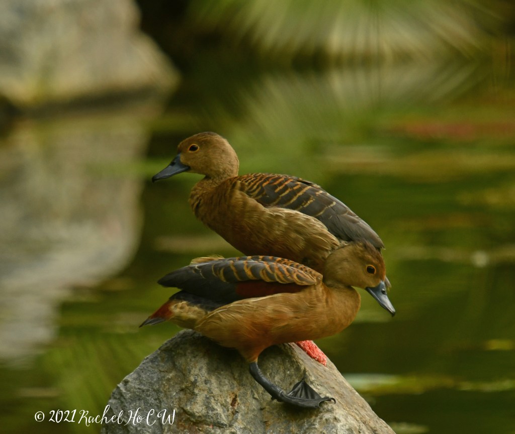 Image 1666 Lesser Whistling Duck @ Kingfisher Pond