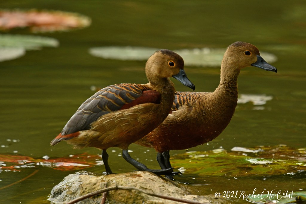 Image 1747 Lesser Whistling Duck @ Kingfisher Pond
