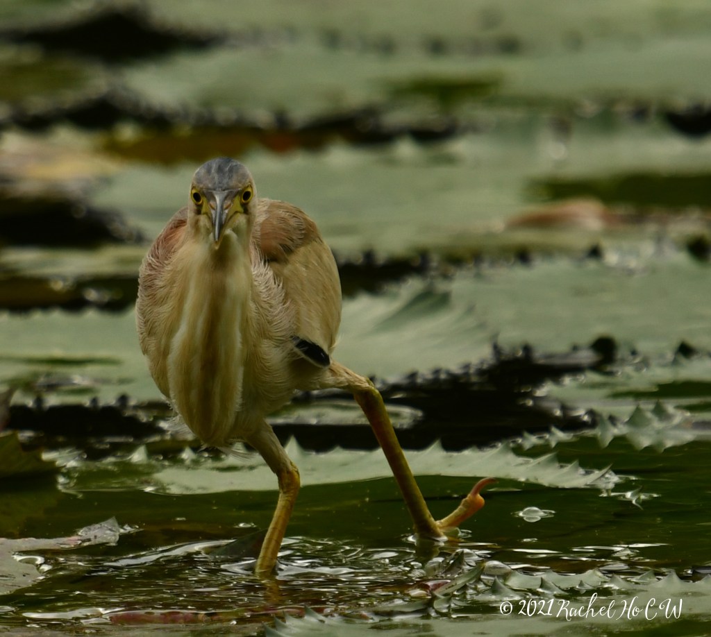 Image 1758 Yellow Bittern @ Gardens by the Bay