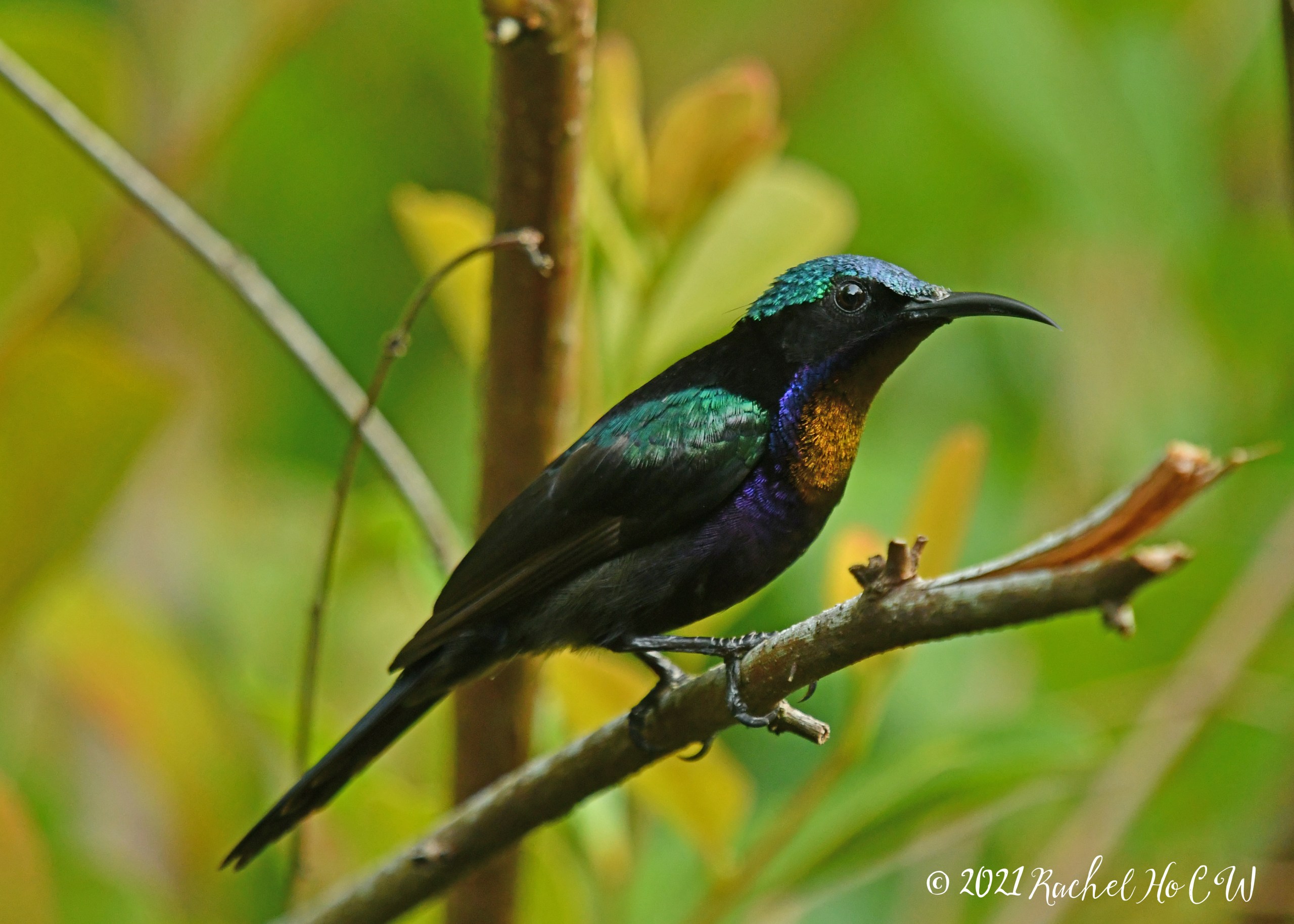 Image 1902 Copper-throated sunbird (male)