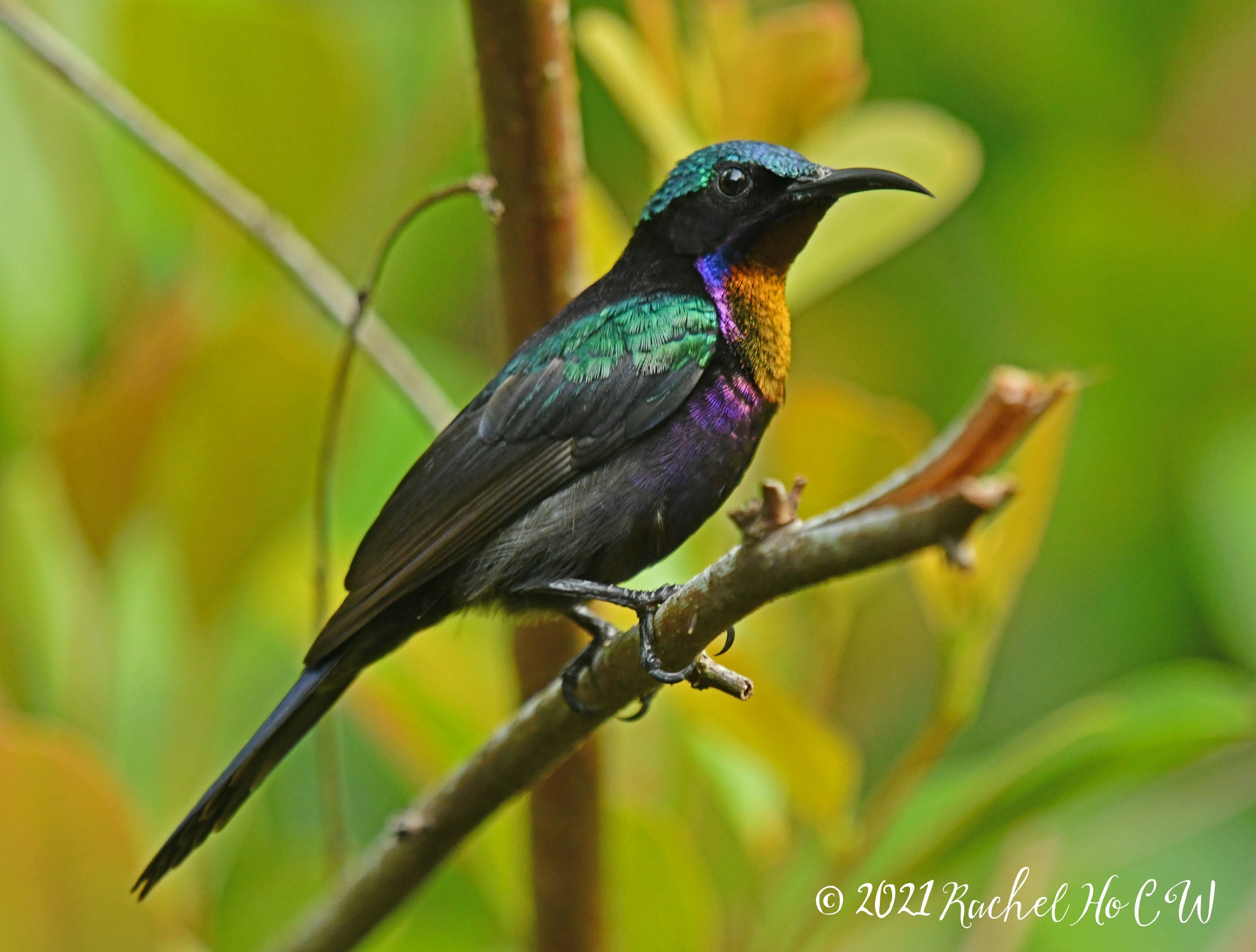 Image 1909 Copper-throated sunbird (male)