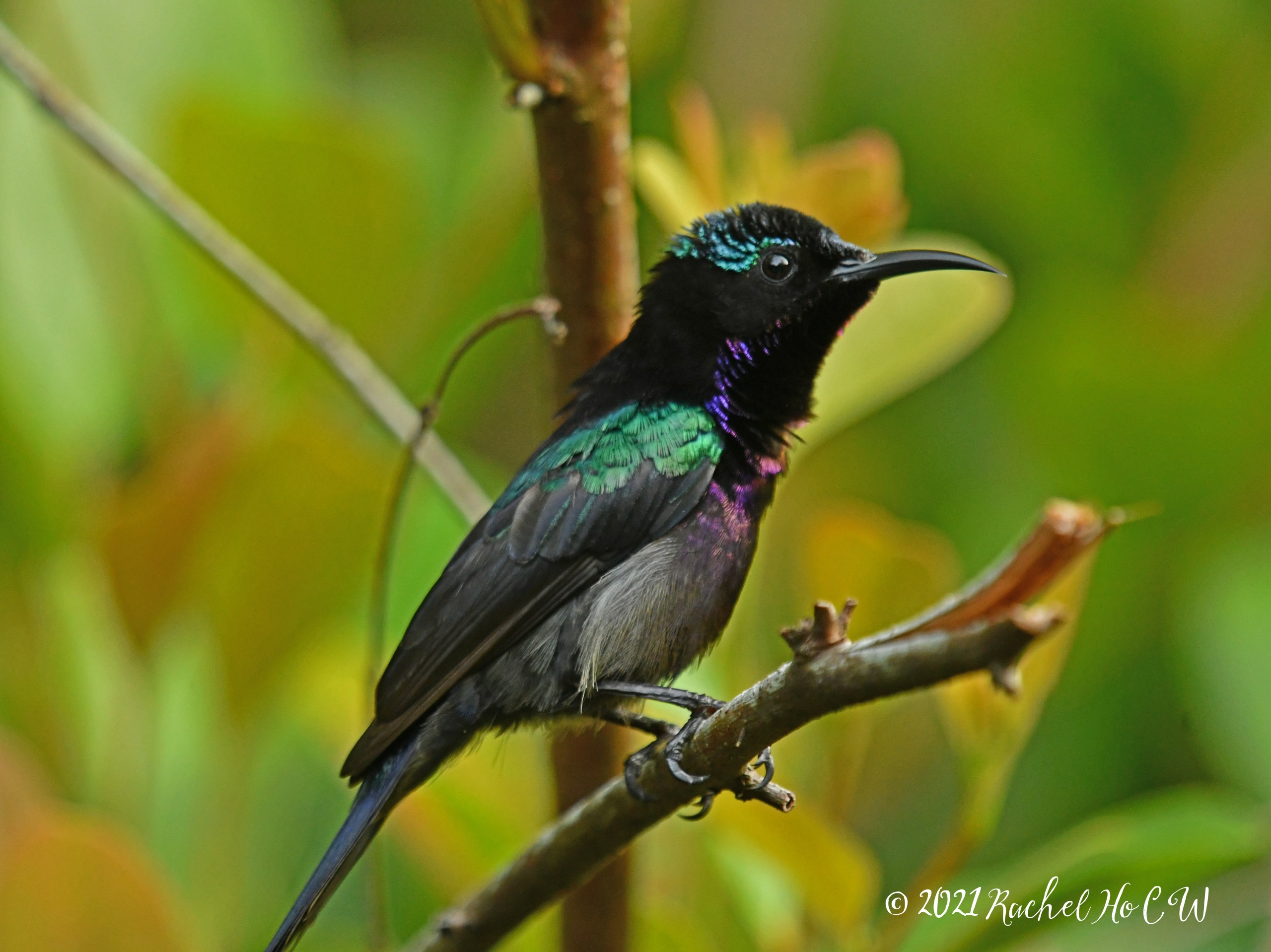 Image 1916 Copper-throated sunbird (male)