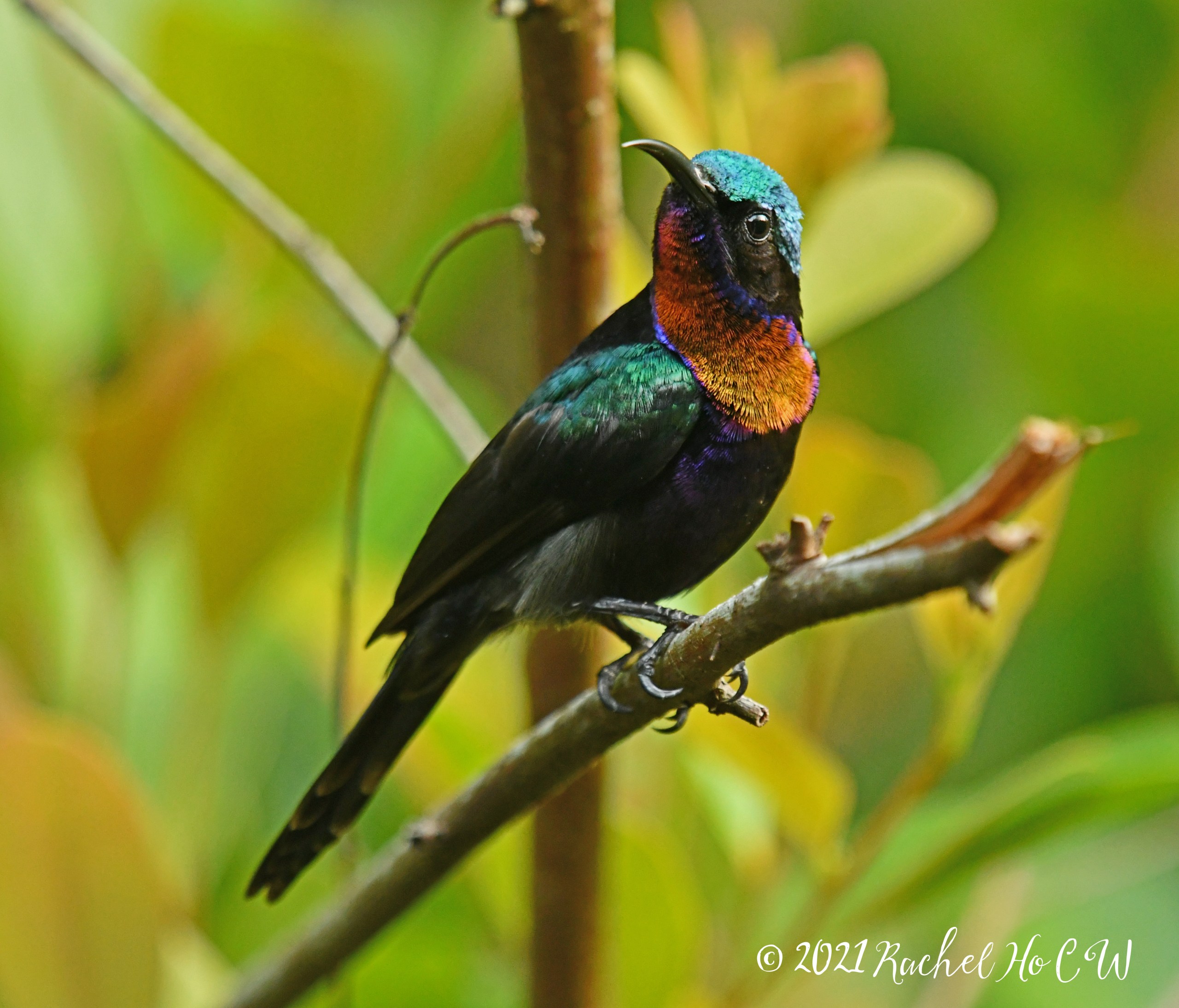 Image 1918 Copper-throated sunbird (male)