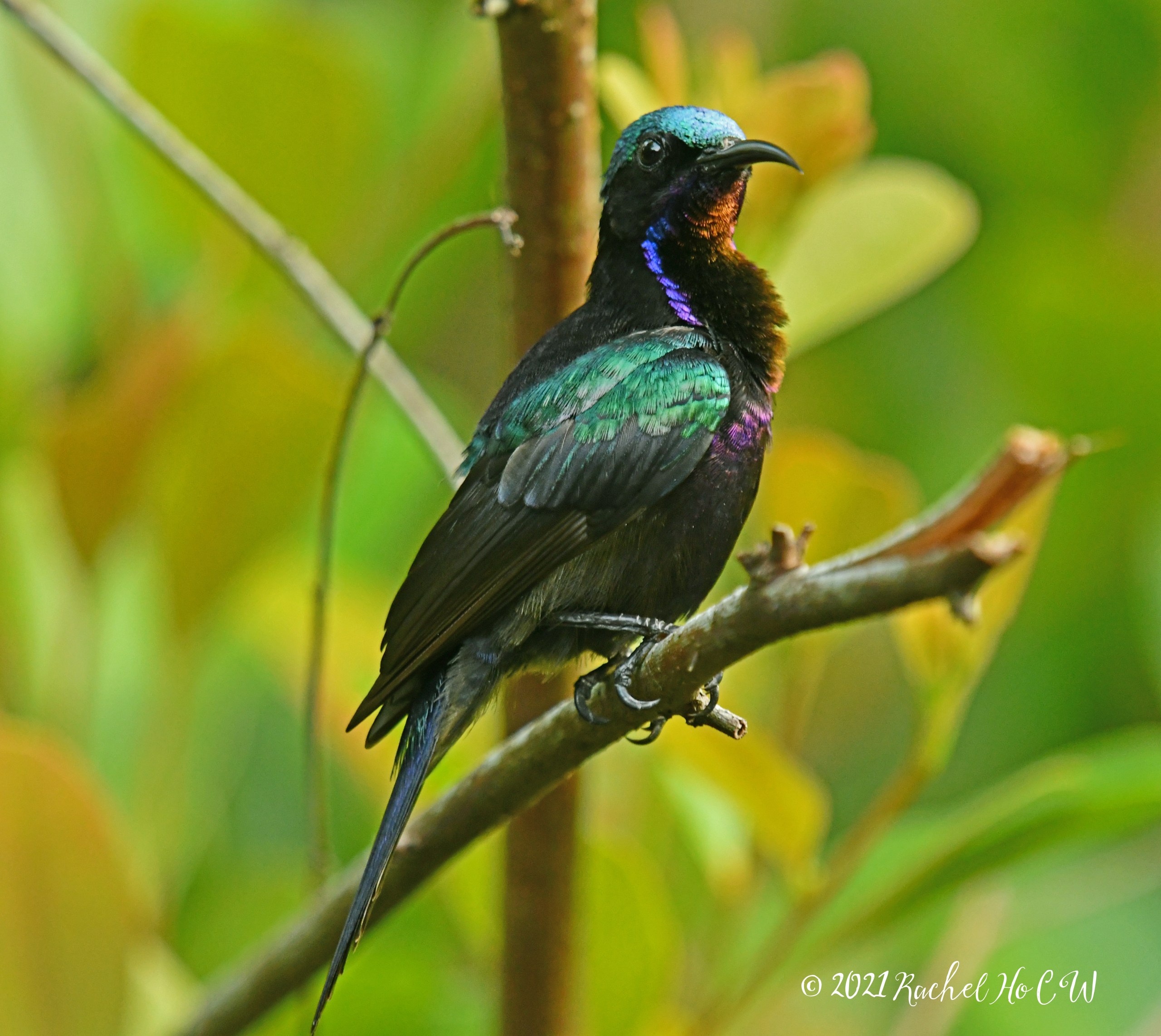 Image 1922 Copper-throated sunbird (male)