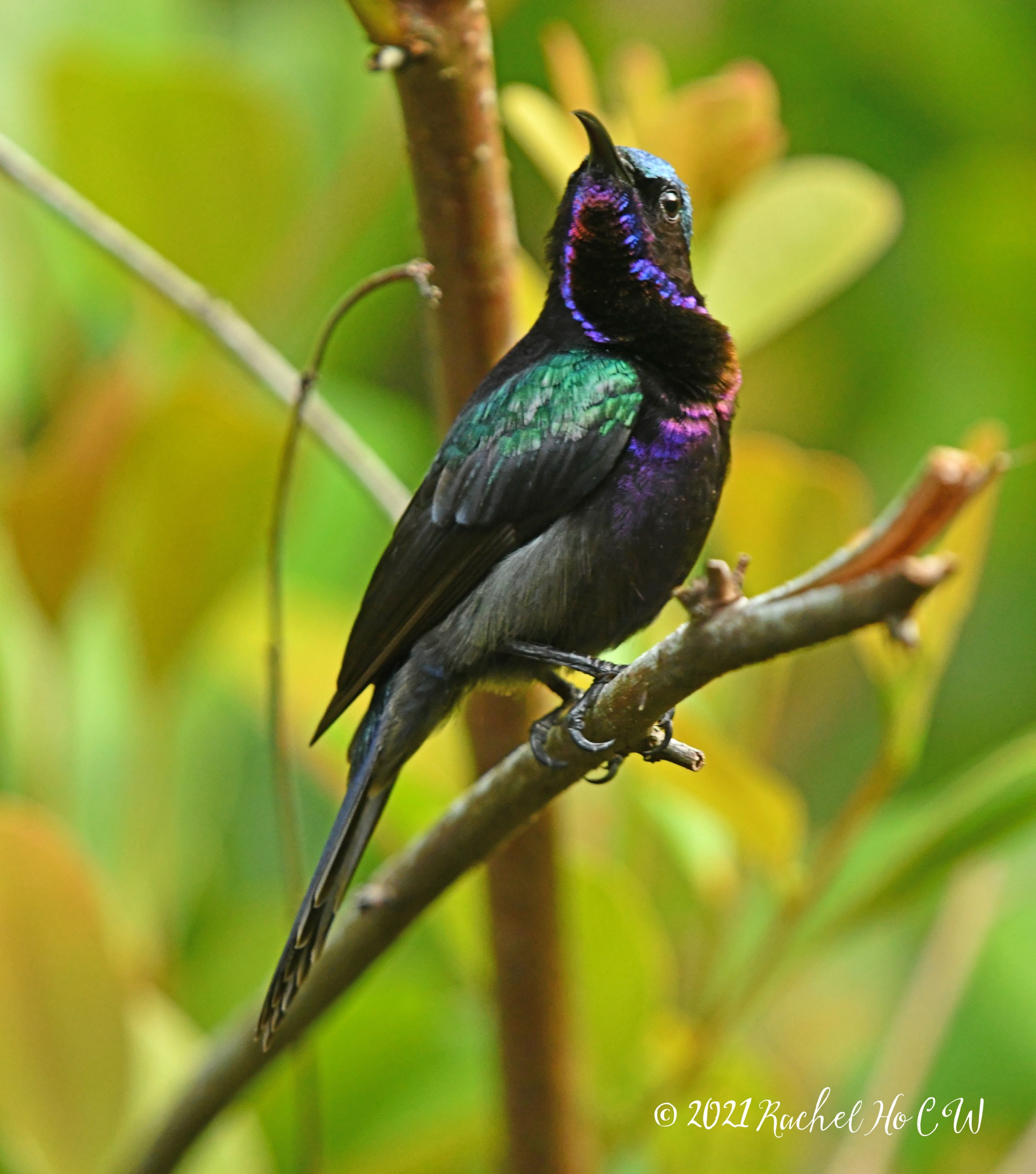 Image 1923 Copper-throated sunbird (male)