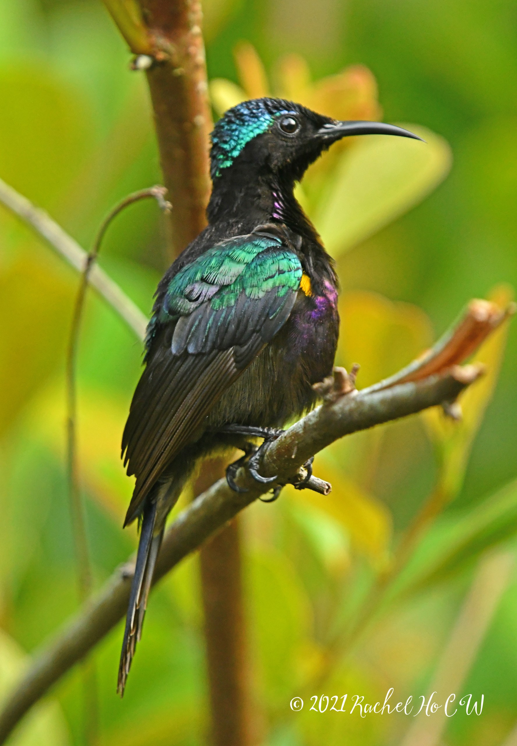 Image 1927 Copper-throated sunbird (male)
