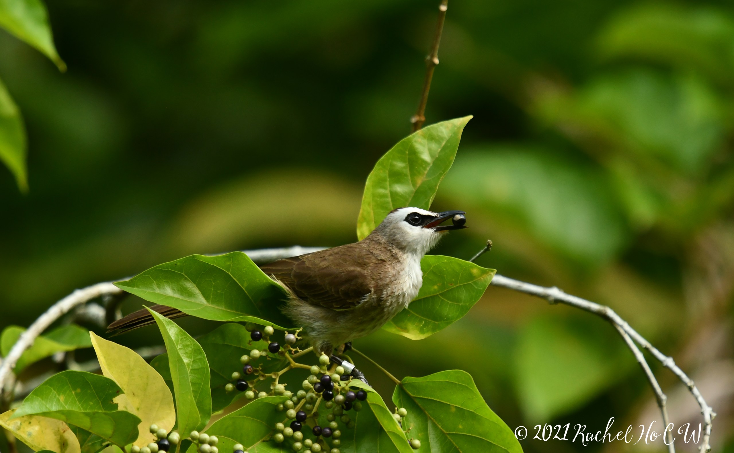 Image 1935 Yellow-vented Bulbul