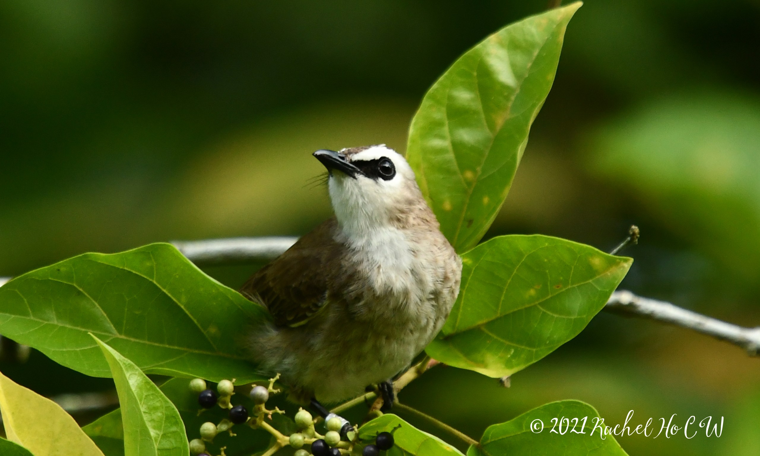 Image 1941 Yellow-vented Bulbul