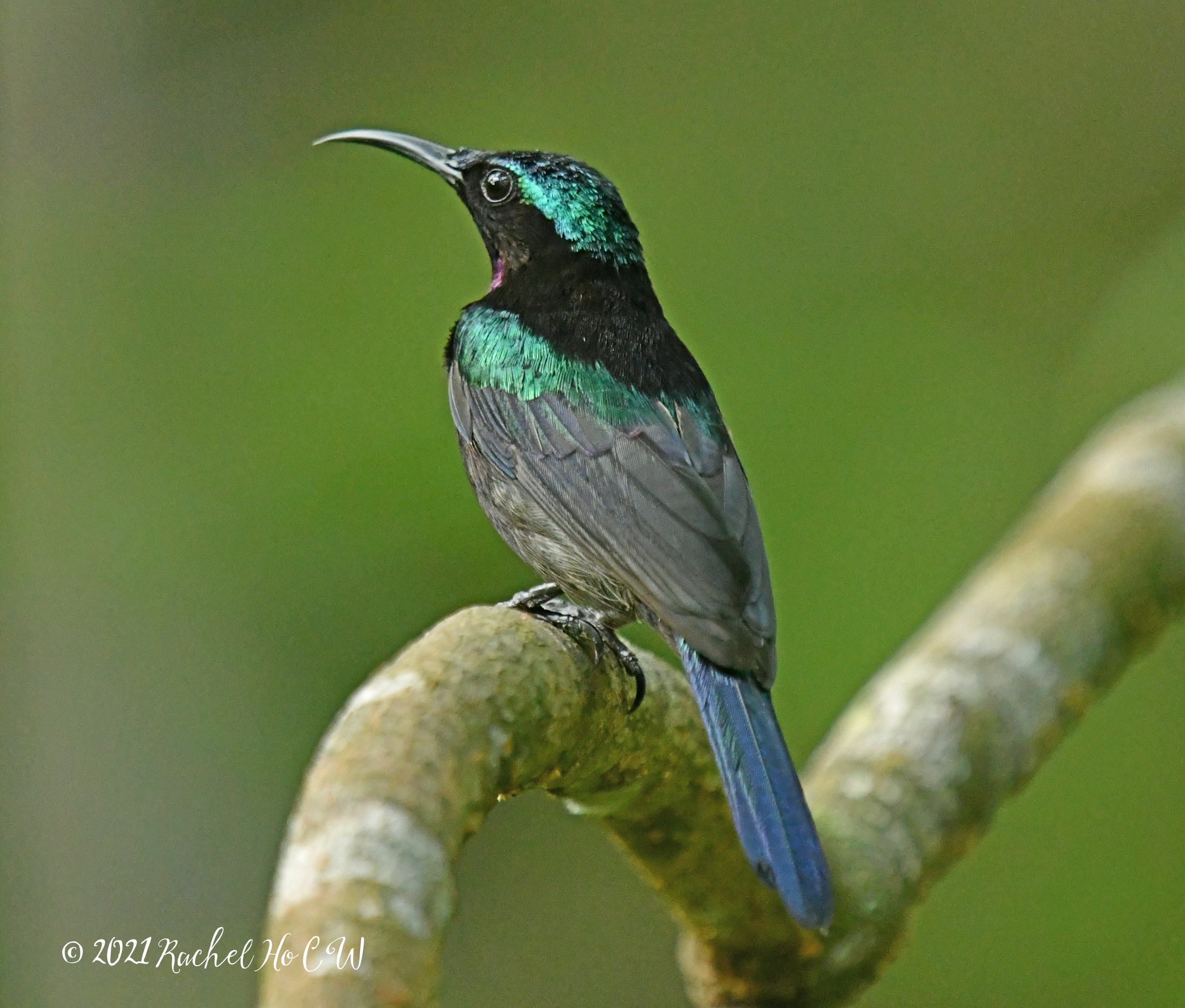 Image 1961 Copper-throated sunbird (male)