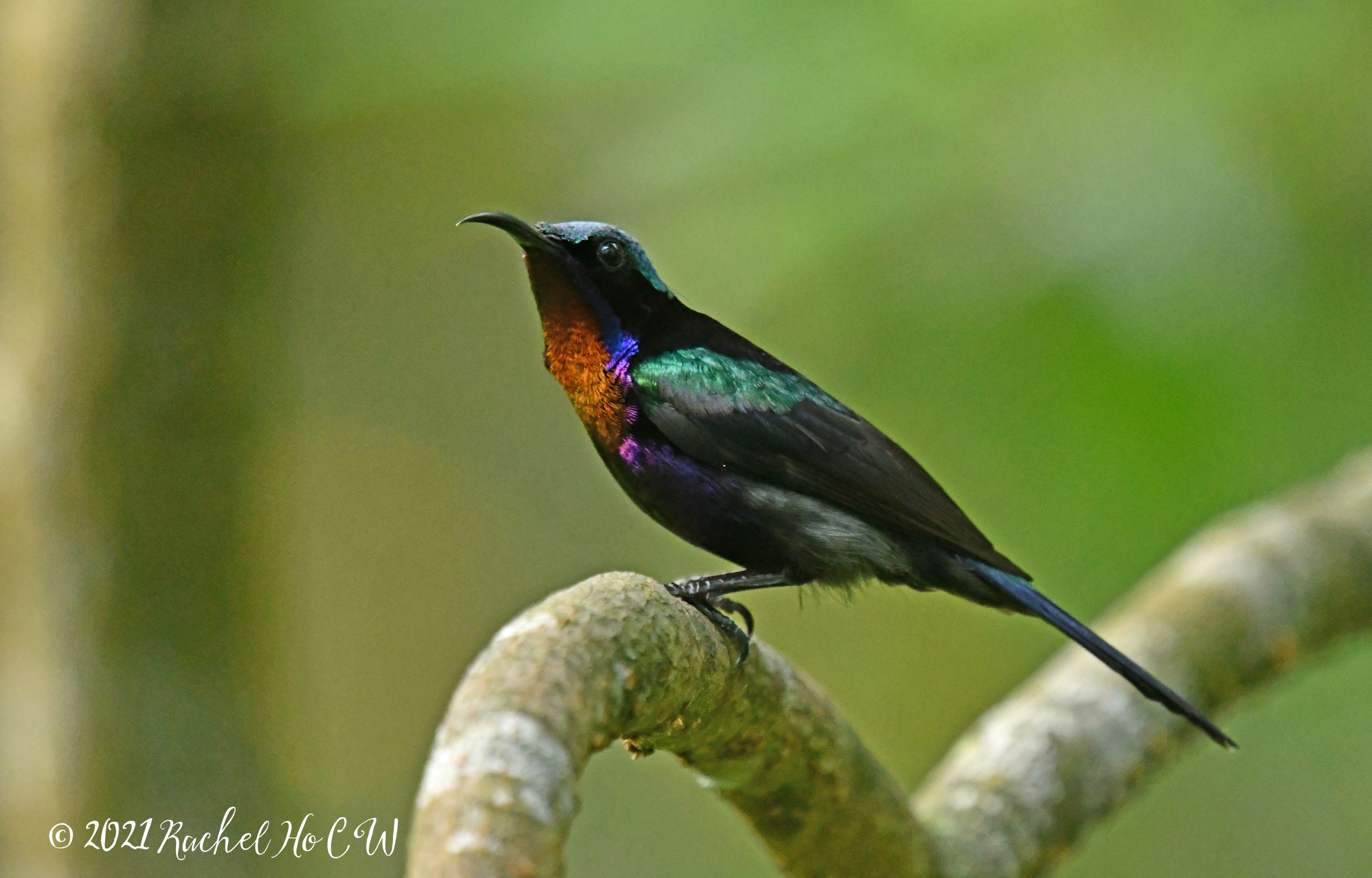 Image 1969 Copper-throated sunbird (male)